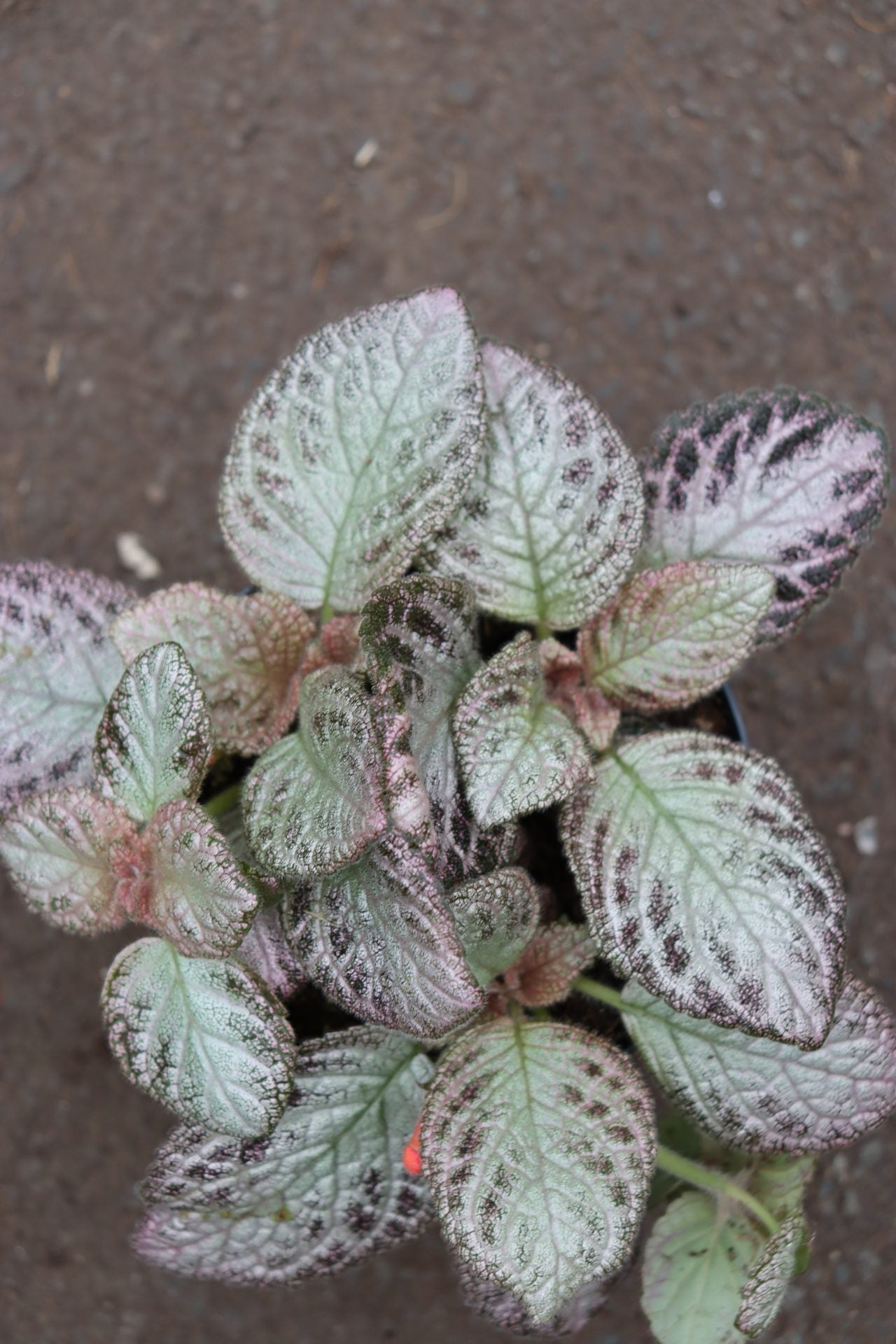 Episcia – GrowJungle