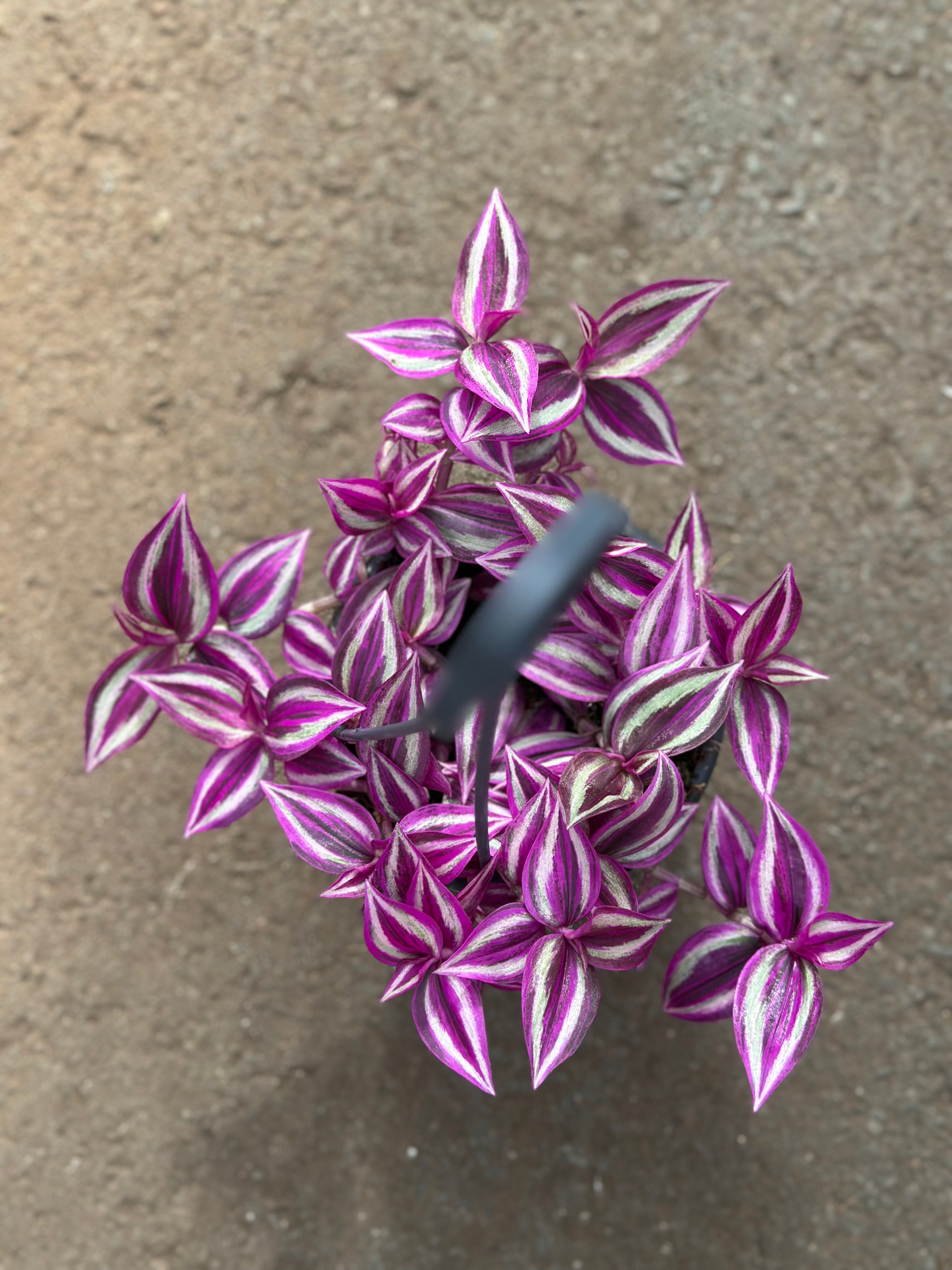 zebrina indoor plant Tradescainta Zebrina Pink Paradise – GrowJungle