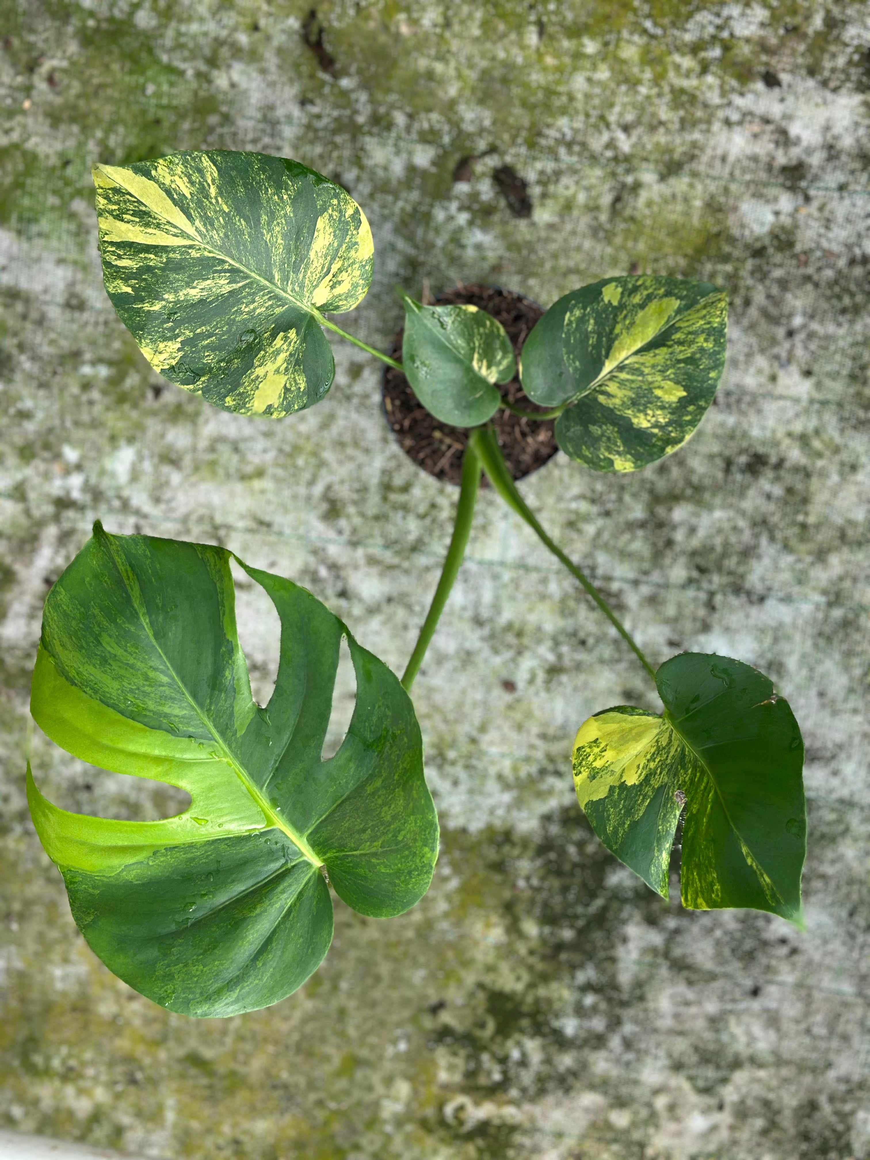 SALE』Monstera Yellow Marilyn(TC) 【4-1】 いきもん SALE』Monstera Yellow Marilyn(TC) 【4-1】 いきもん