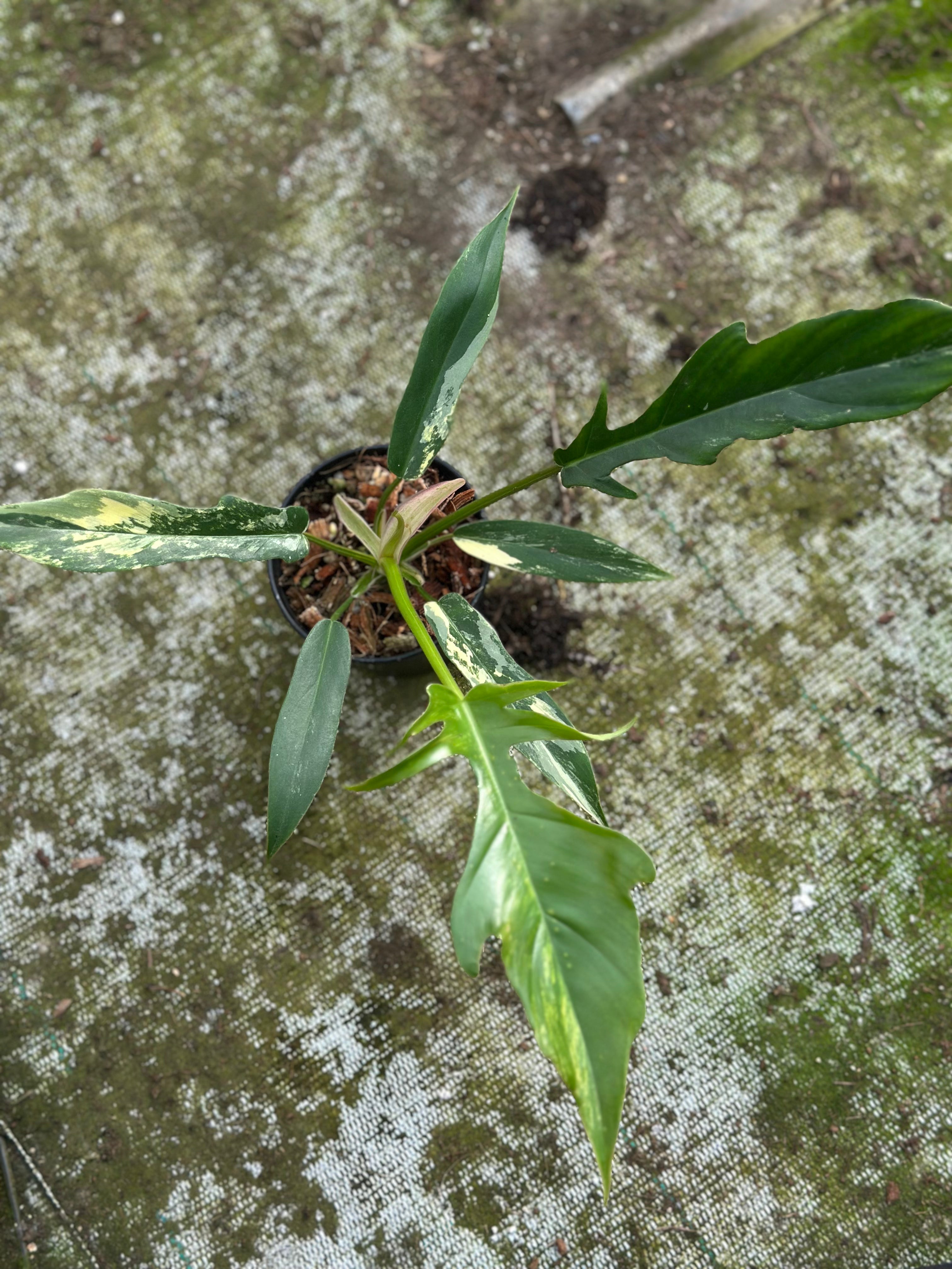 Philodendron Tortum x Florida Beauty – GrowJungle