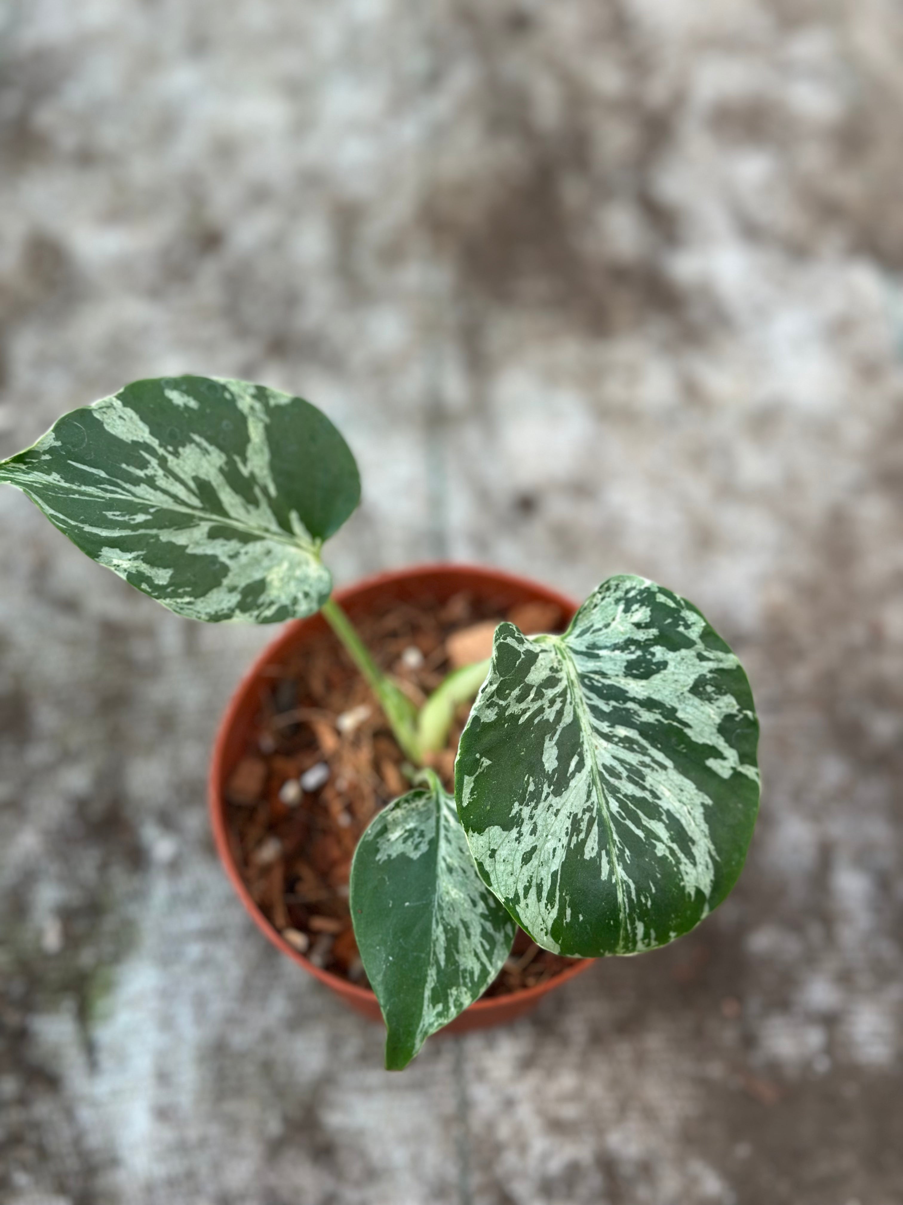 新春特価　希少株　Monstera Bulbasaurモンステラ・フシギダネ モンステラ・フシギダネ斑入り組織培養 - エルフズガーデン