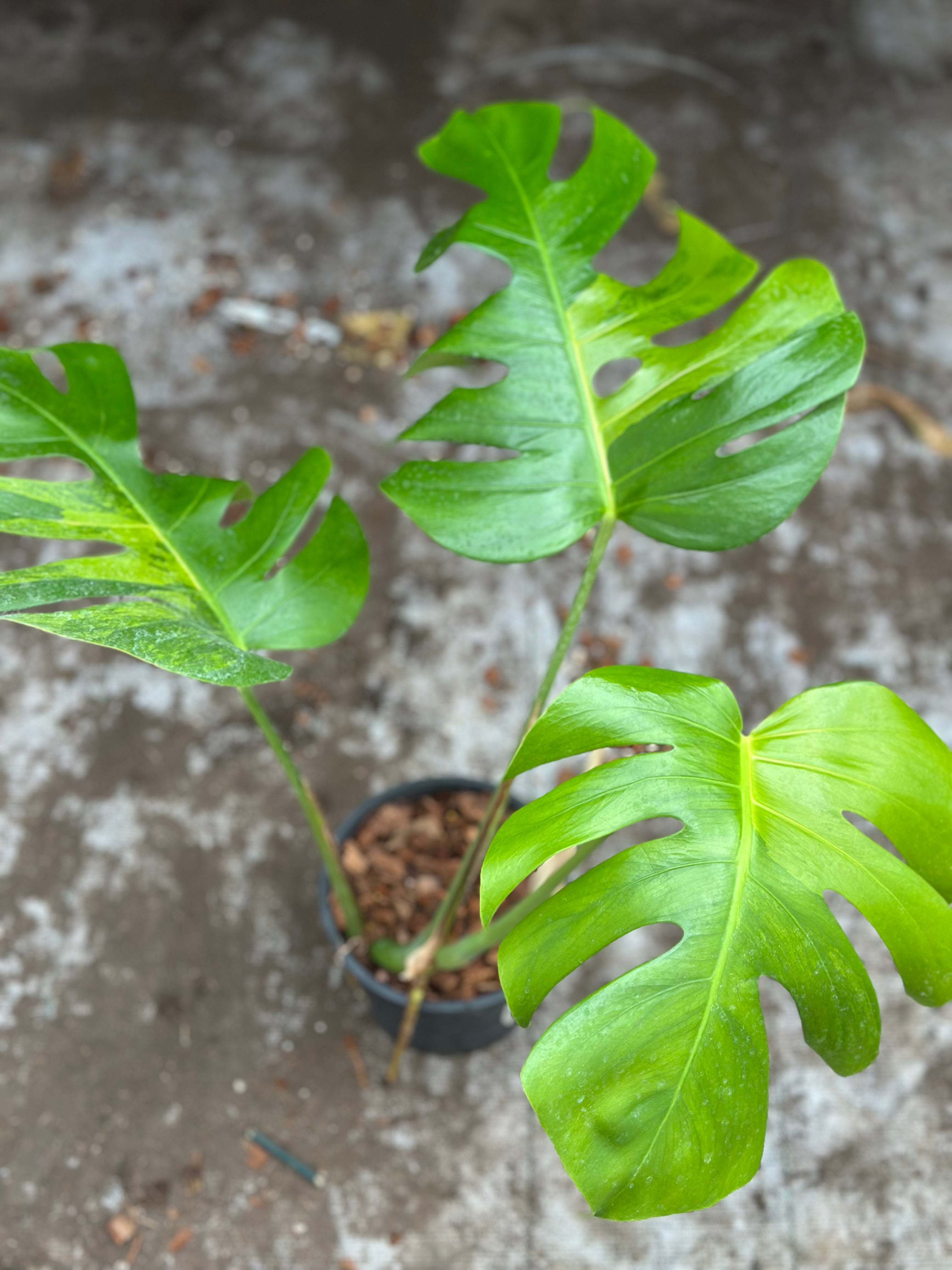 Monstera Green on Green – GrowJungle