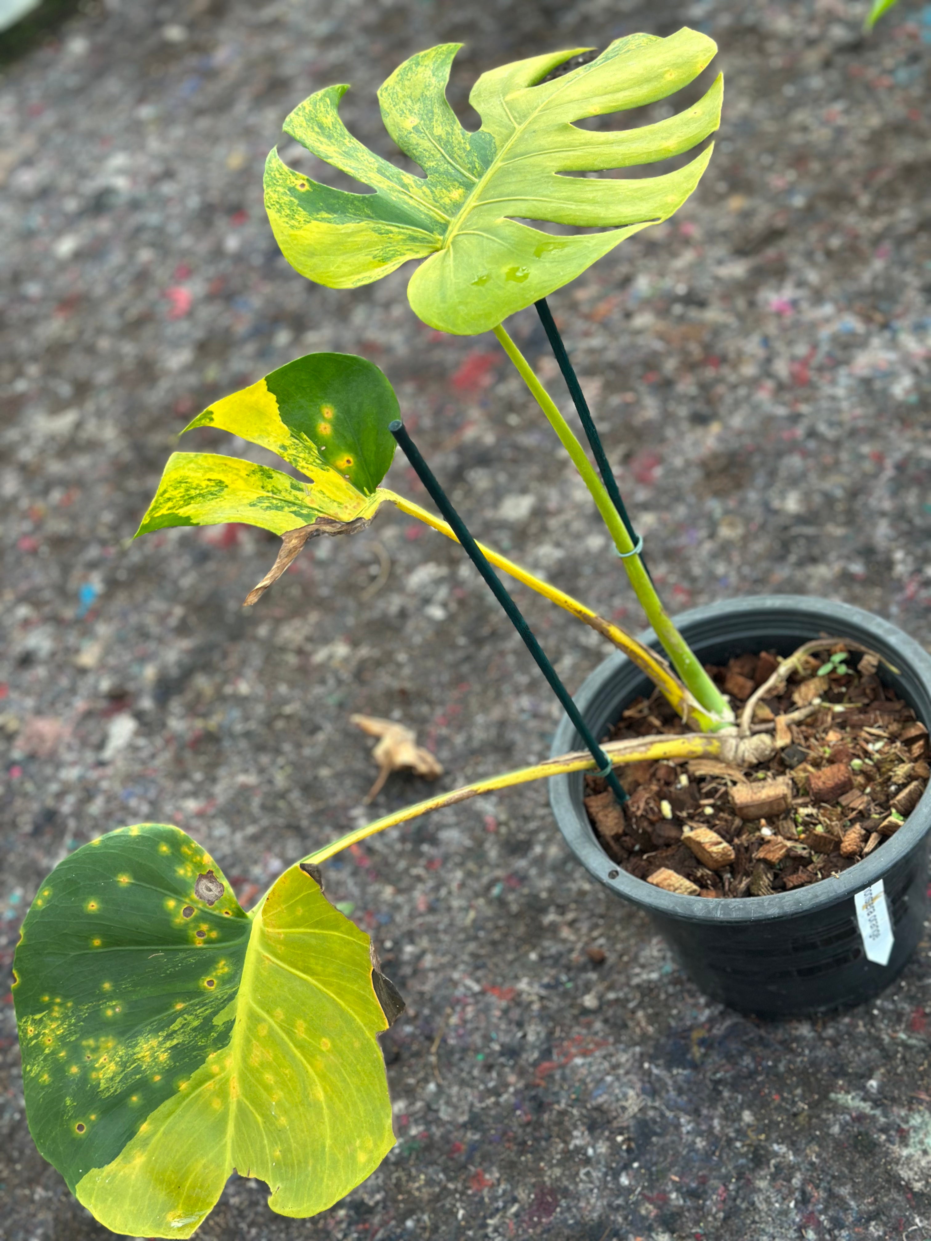 Monstera Orange Rusty