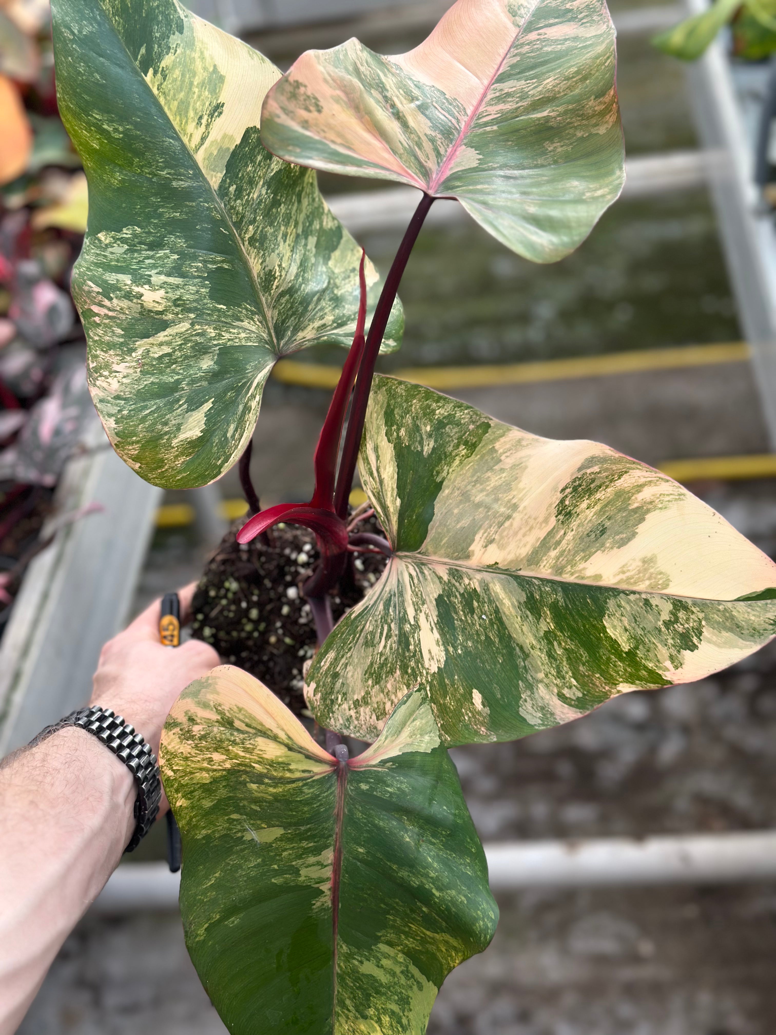Philodendron Strawberry Shake – GrowJungle