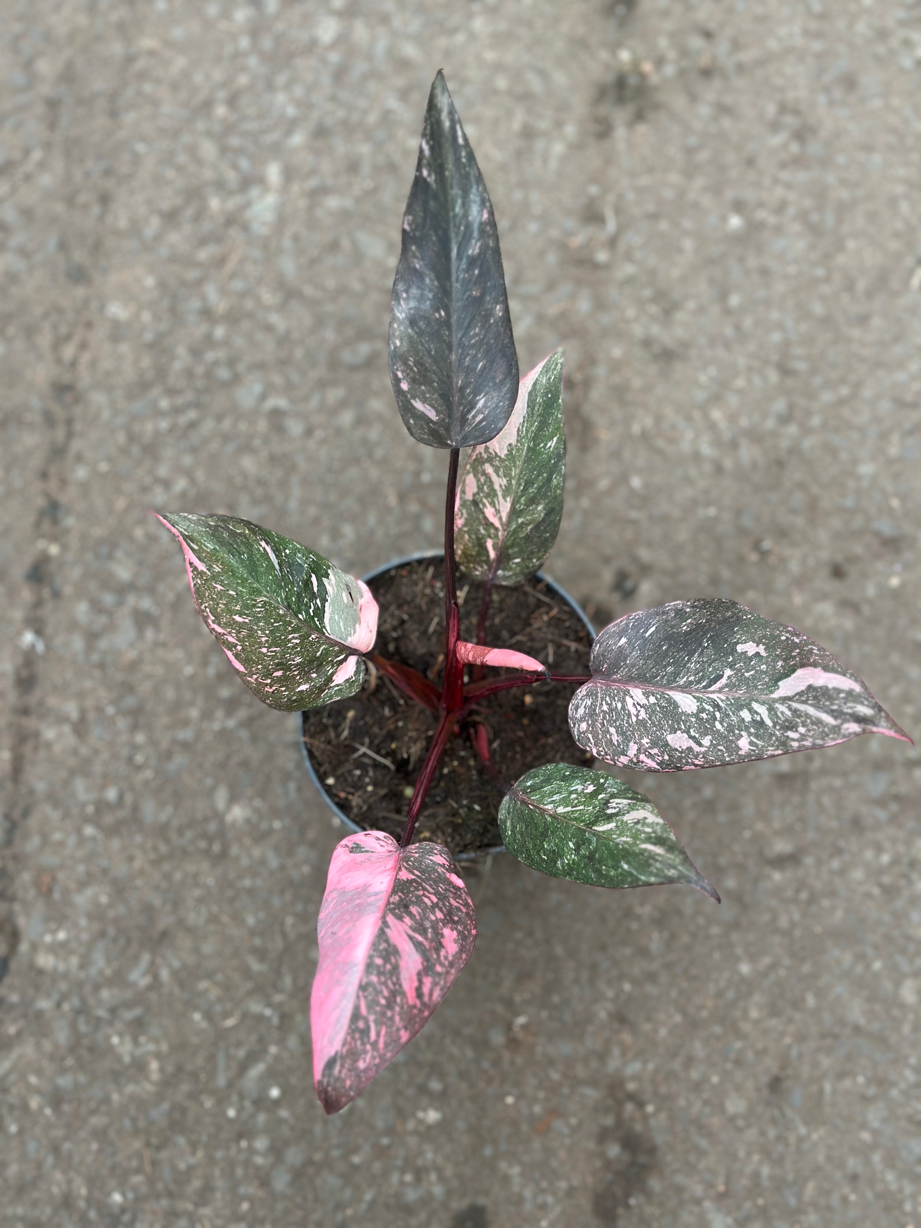 philodendron gris Philodendron Pink Galaxy Small – GrowJungle