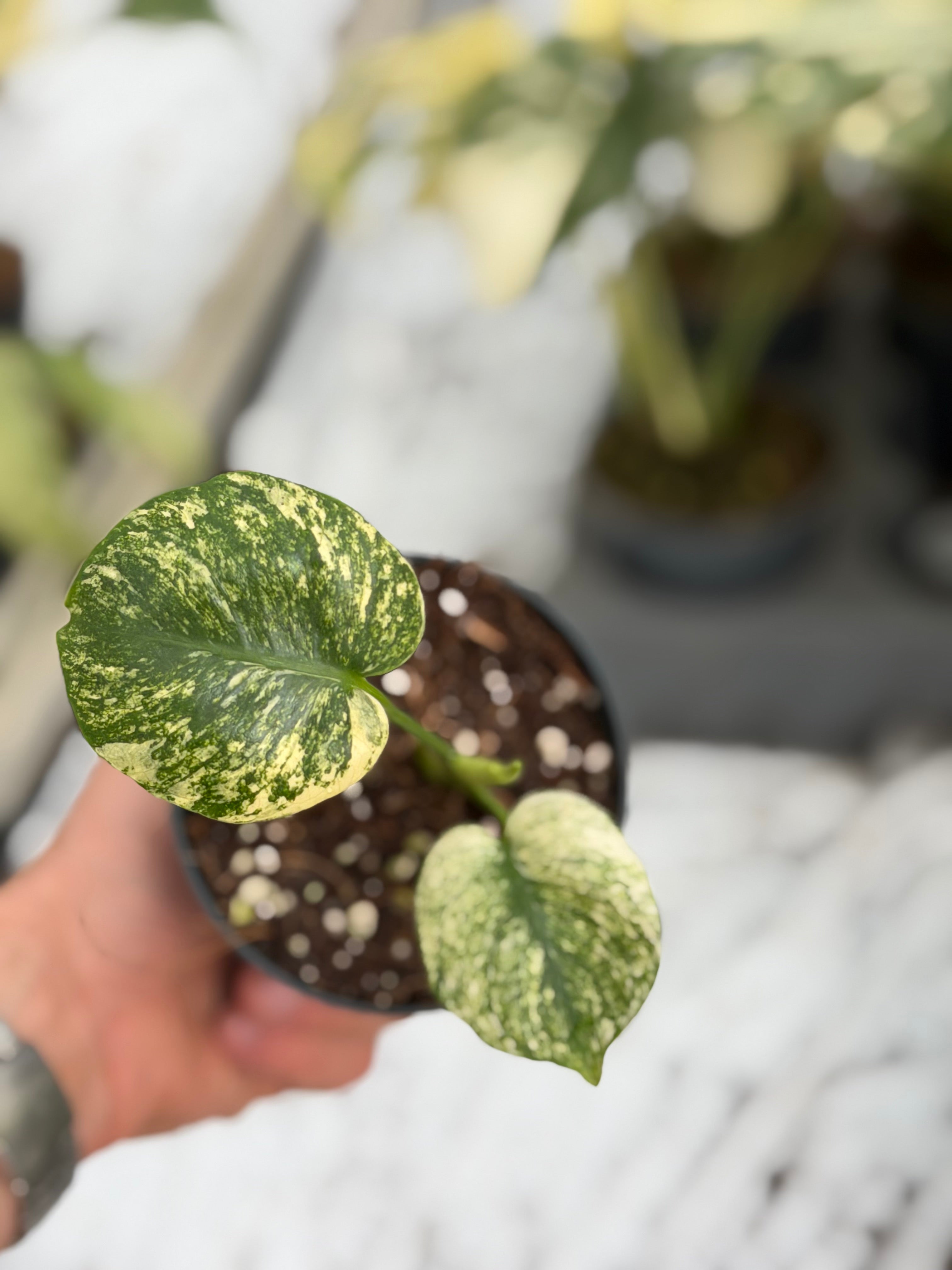 Monstera Siam Mint – GrowJungle