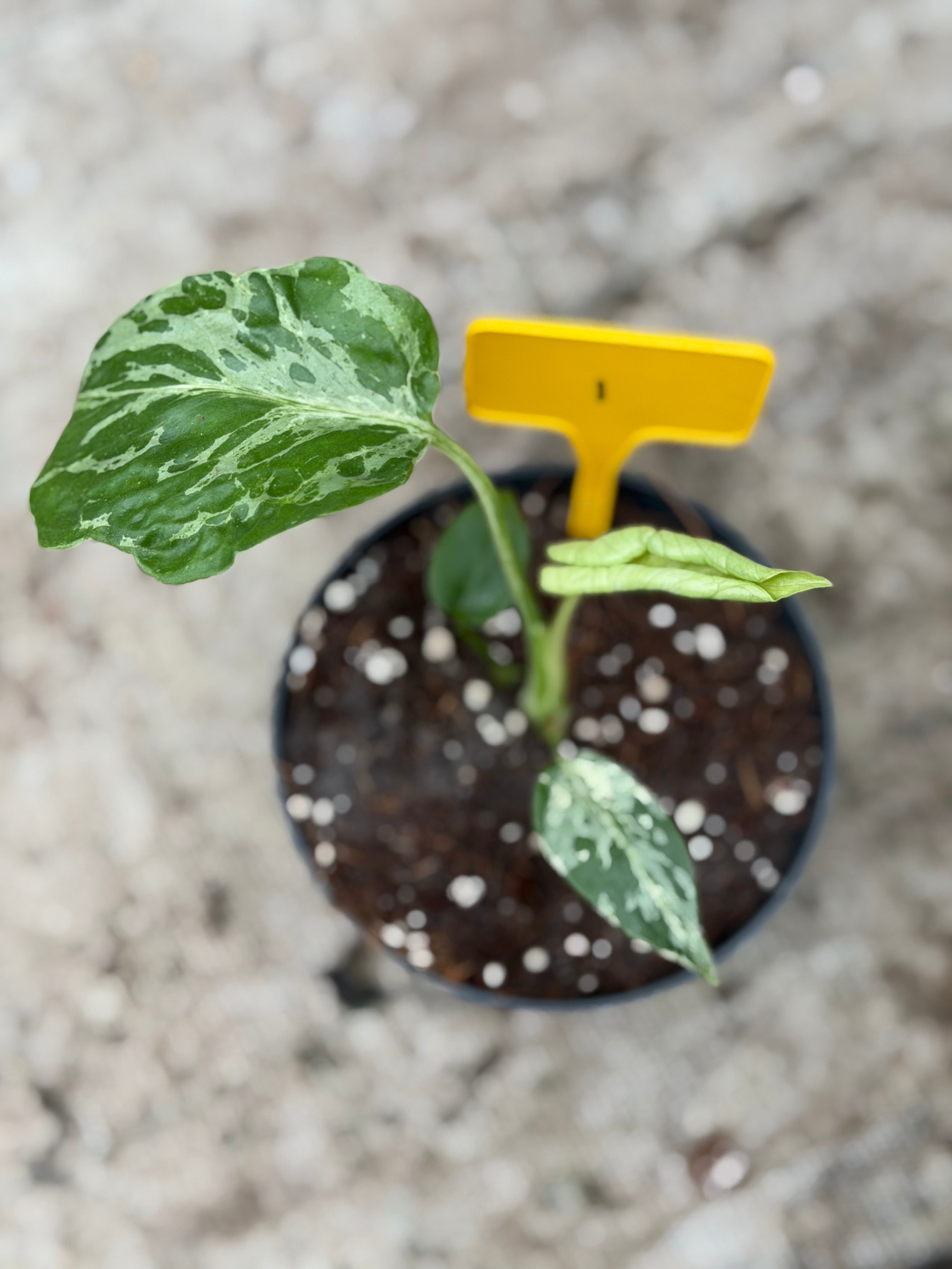 Monstera Deliciosa “Bulbasaur” – GrowJungle