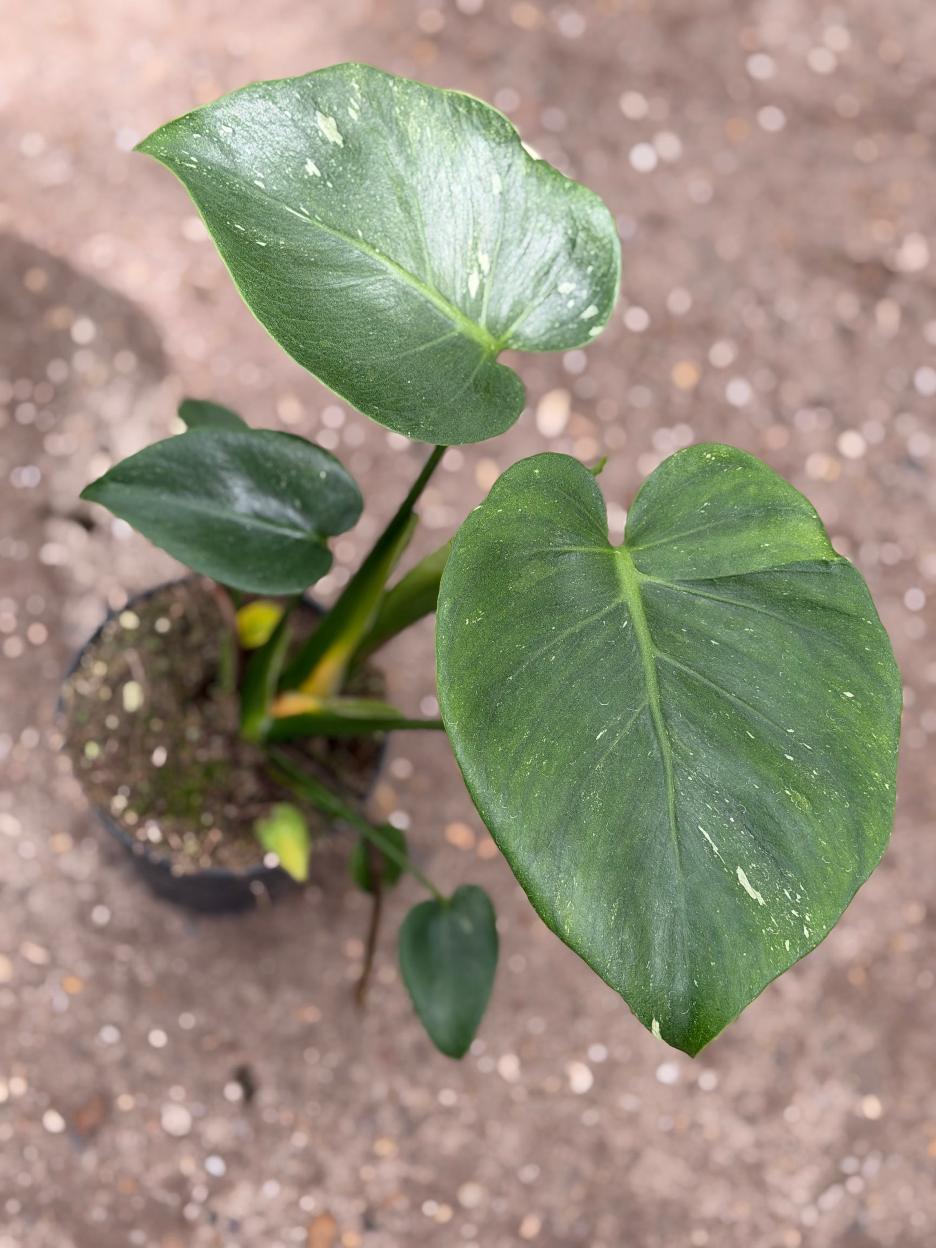 Monstera Rare Mutation – Exact Plant You Will Receive – Hand