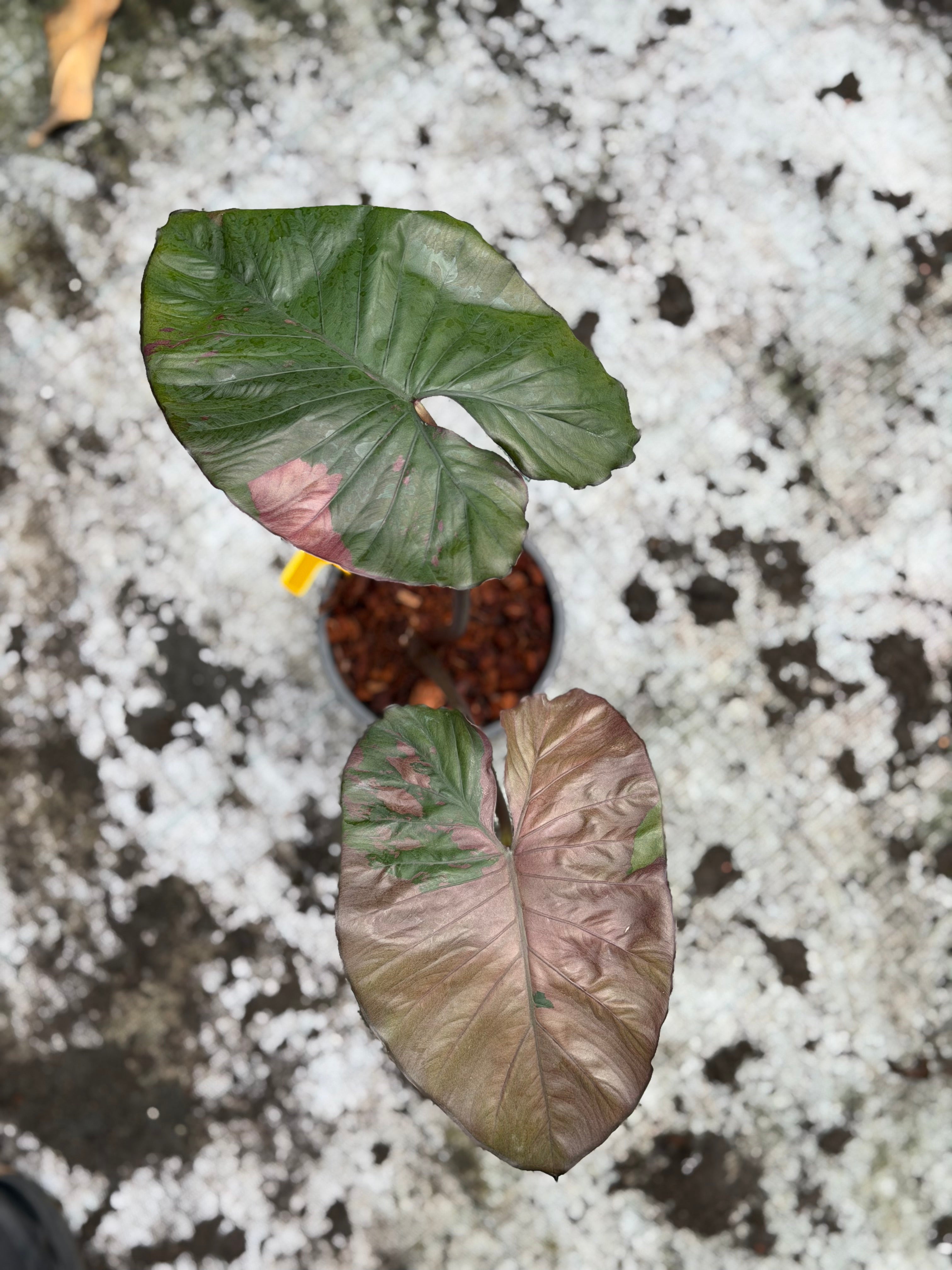 Alocasia 'Serendipity' Pink Variegated – GrowJungle