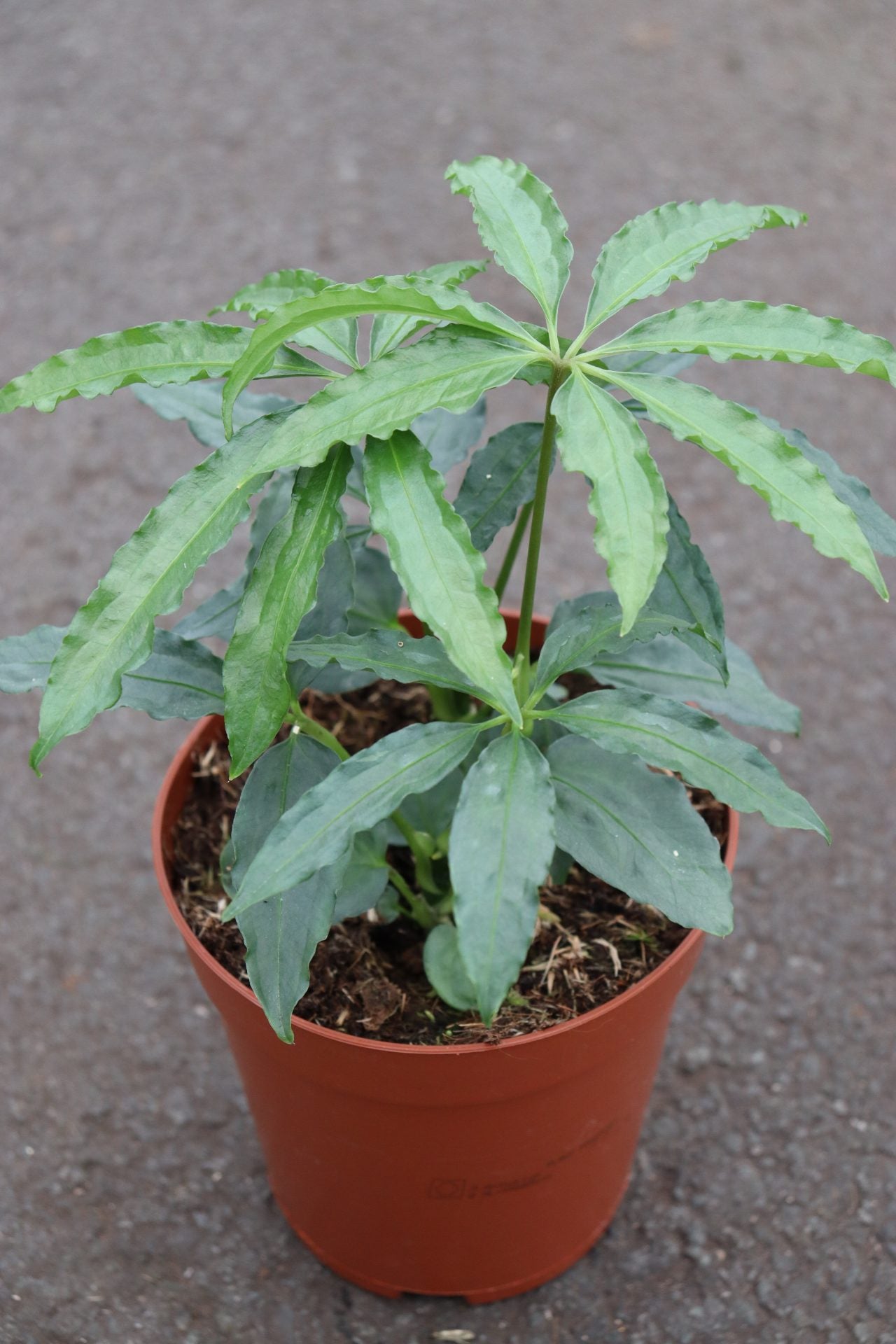 anthurium polyschistum for sale Anthurium Polyschistum – GrowJungle