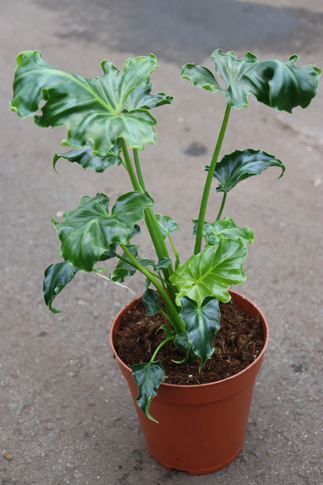 philodendron atom mature Thaumatophyllum selloum Atlantis (Philodendron) – GrowJungle