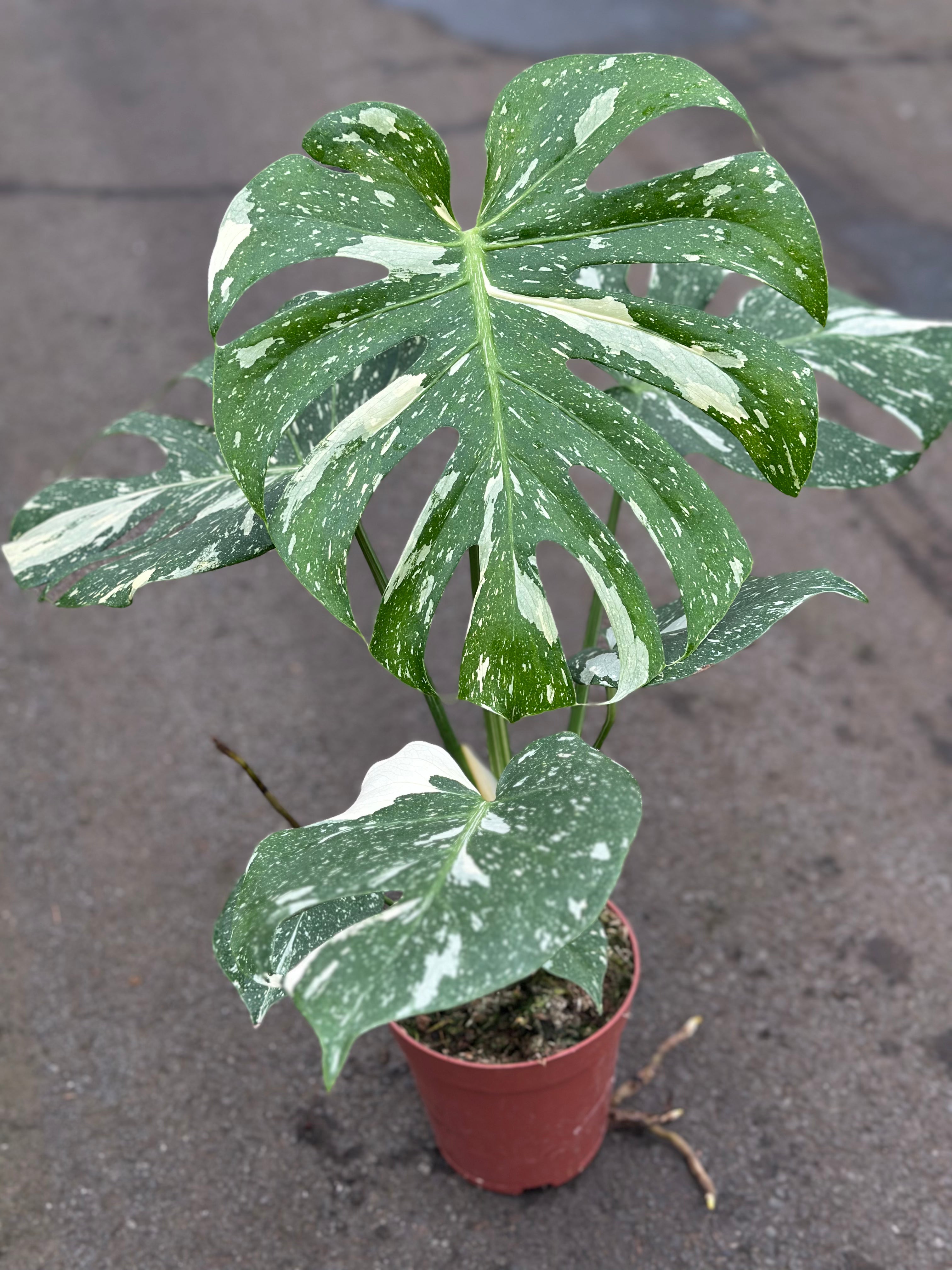 monstera thai constellation near me Monstera Thai Constellation – GrowJungle