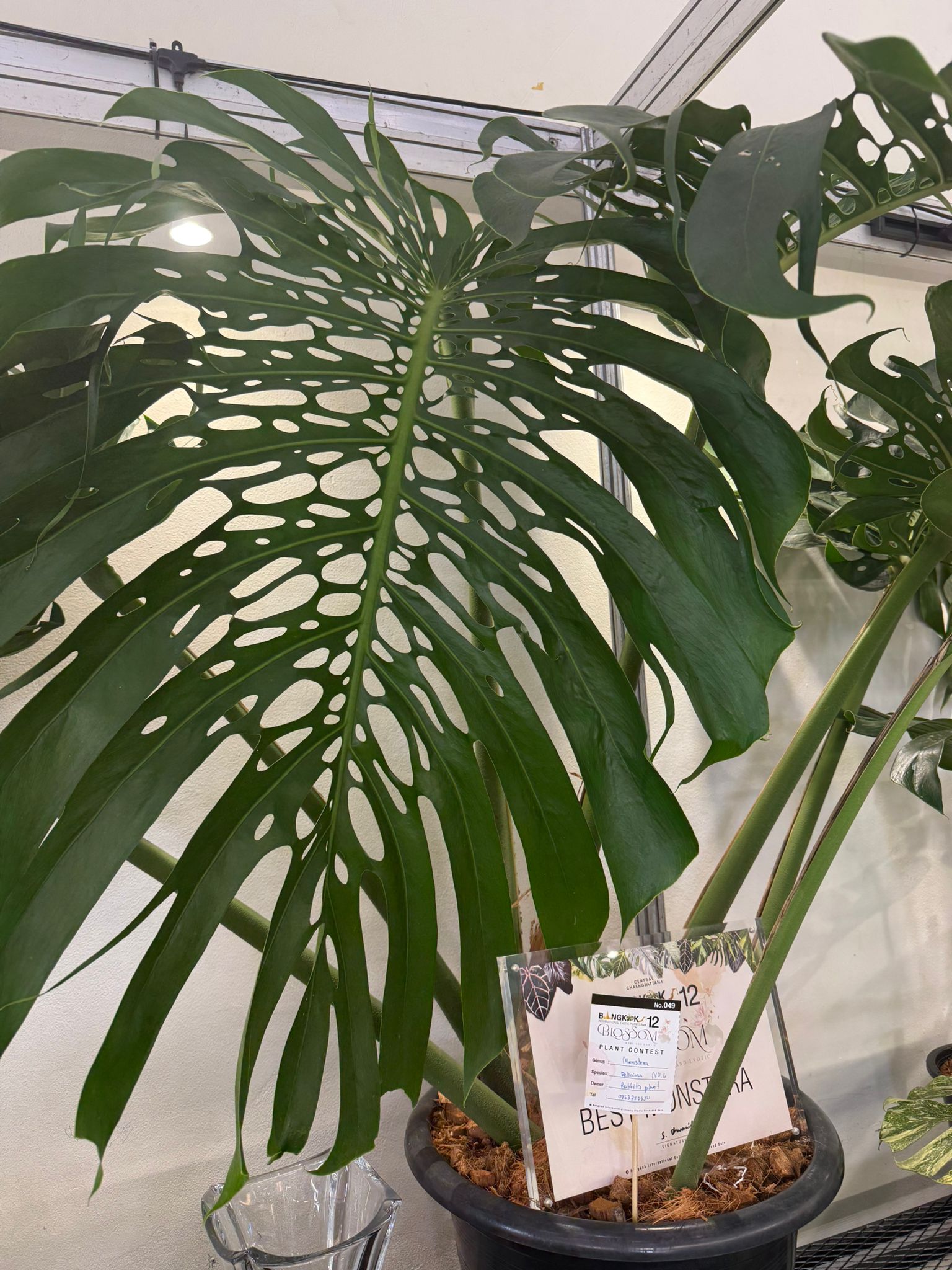buy monstera leaves Monstera Form 6 – GrowJungle
