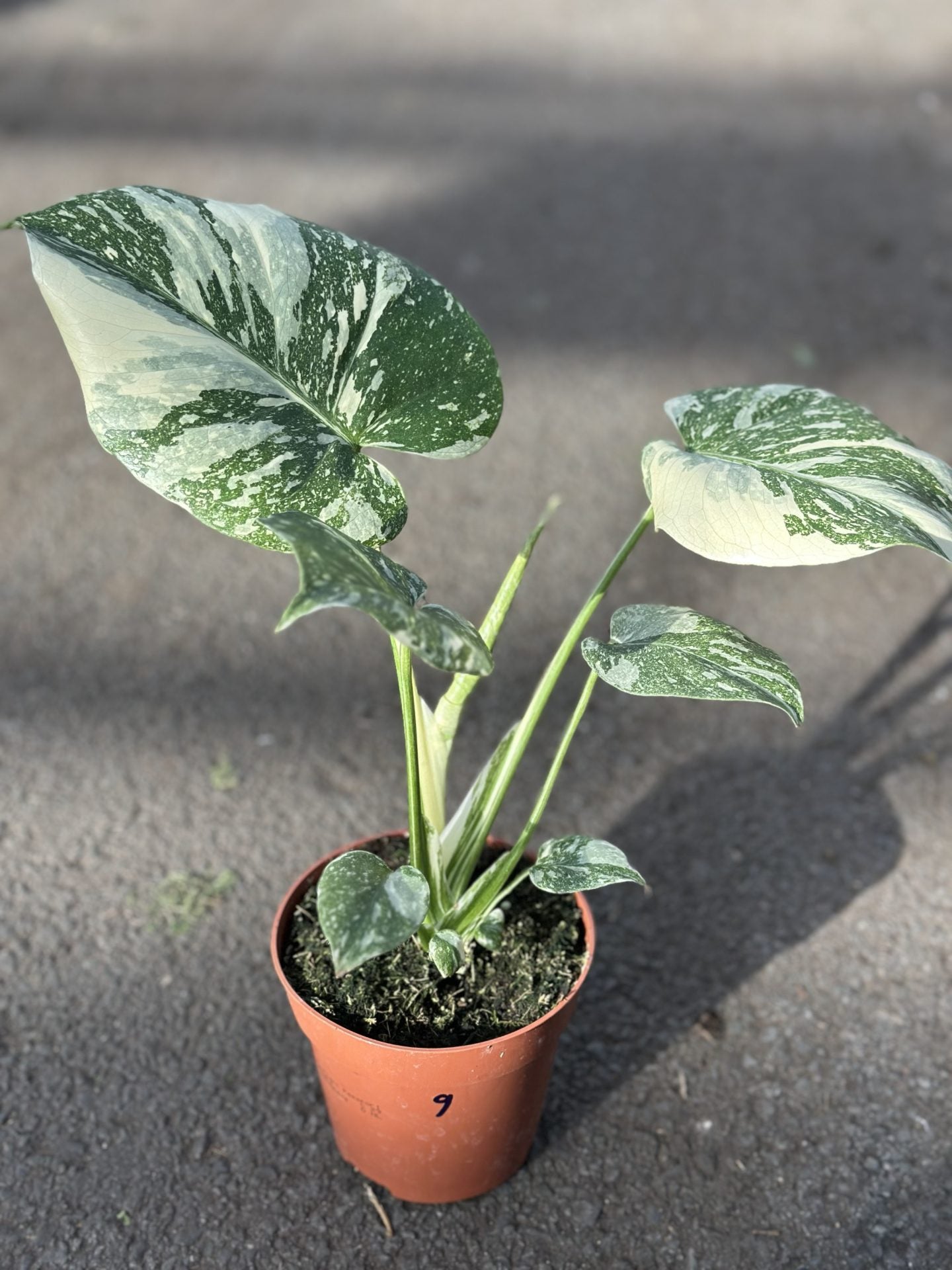 constellation thai monstera Monstera Thai Constellation Small – GrowJungle