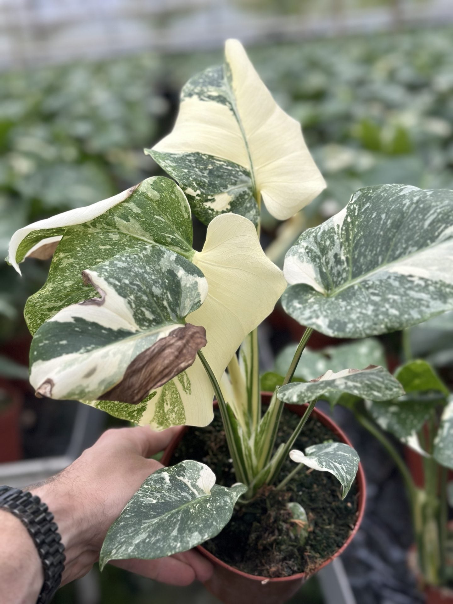 elephant ear plant monstera Monstera Mutation 'Second Chance' – GrowJungle