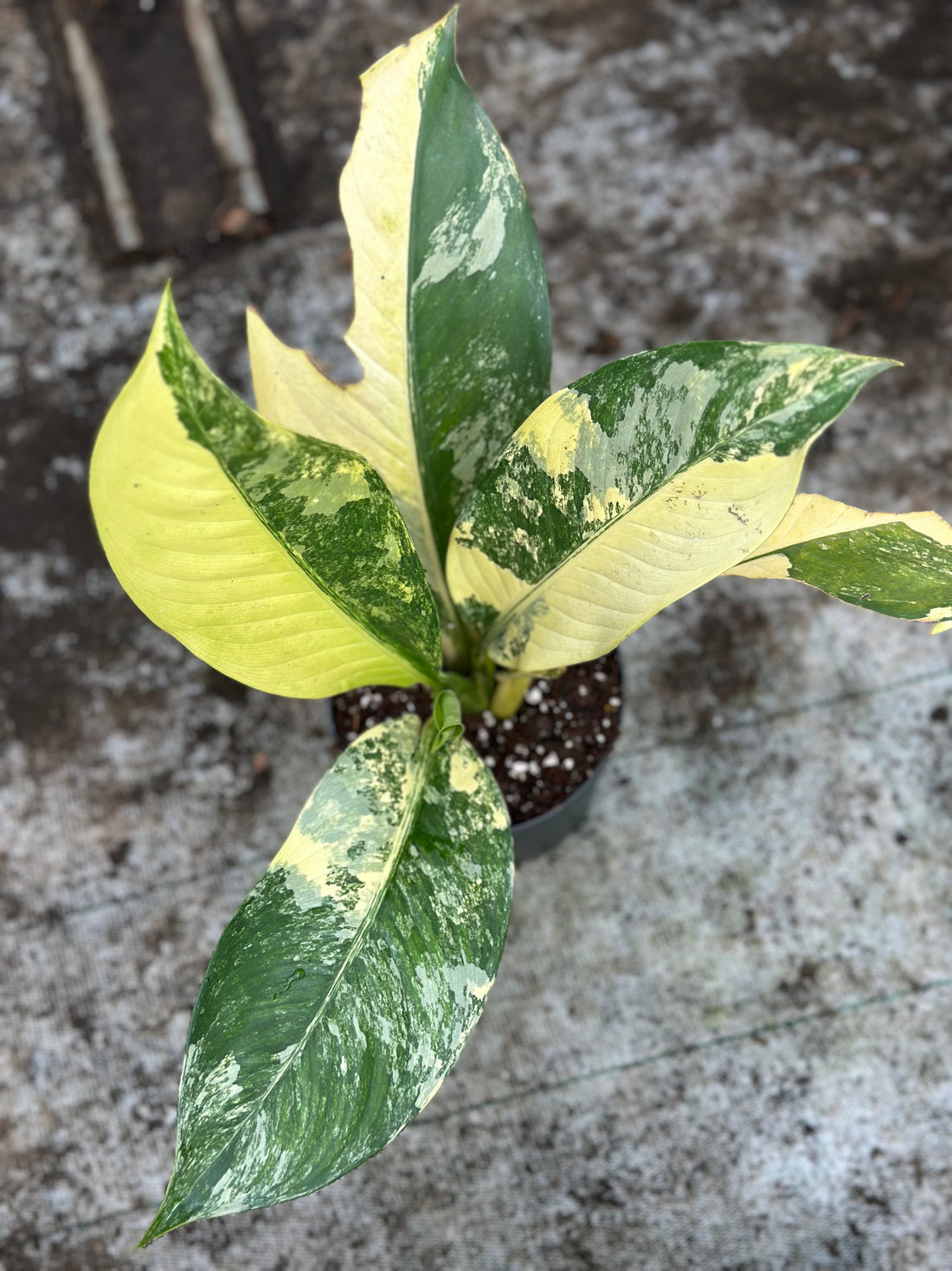 Dieffenbachia Big Ben Variegated