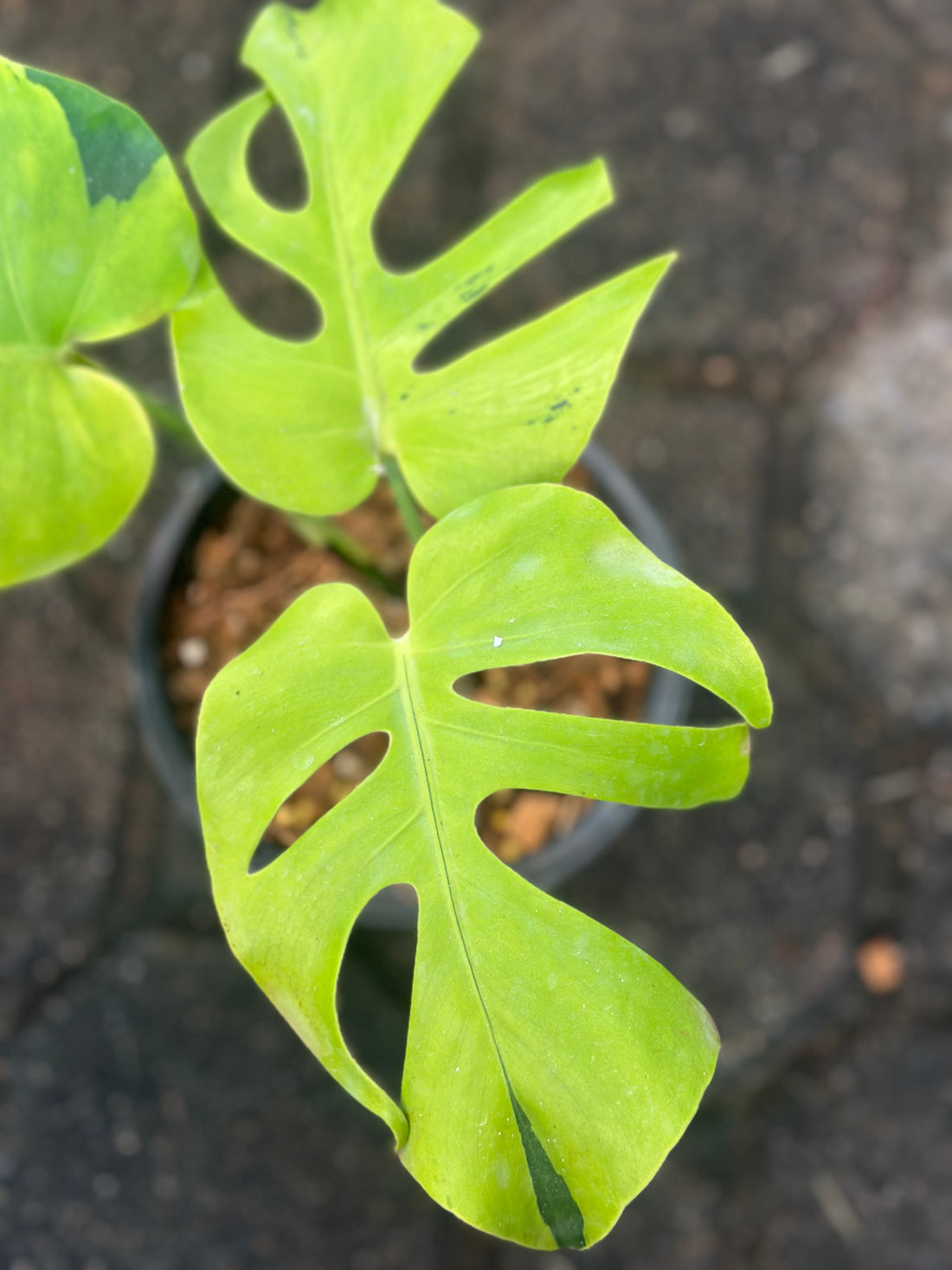 Monstera Light Lime