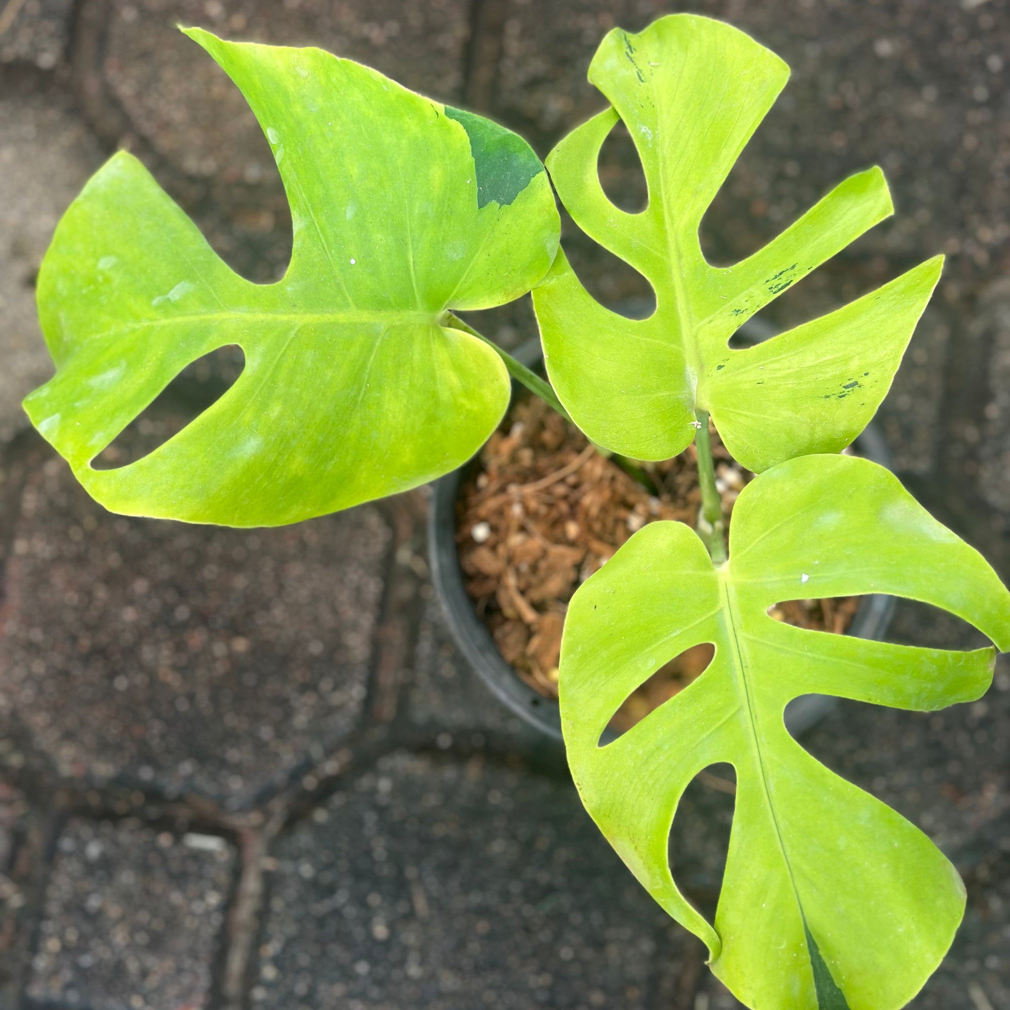 Monstera Light Lime