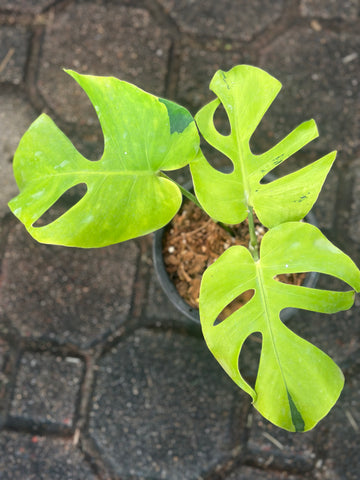 Monstera Light Lime