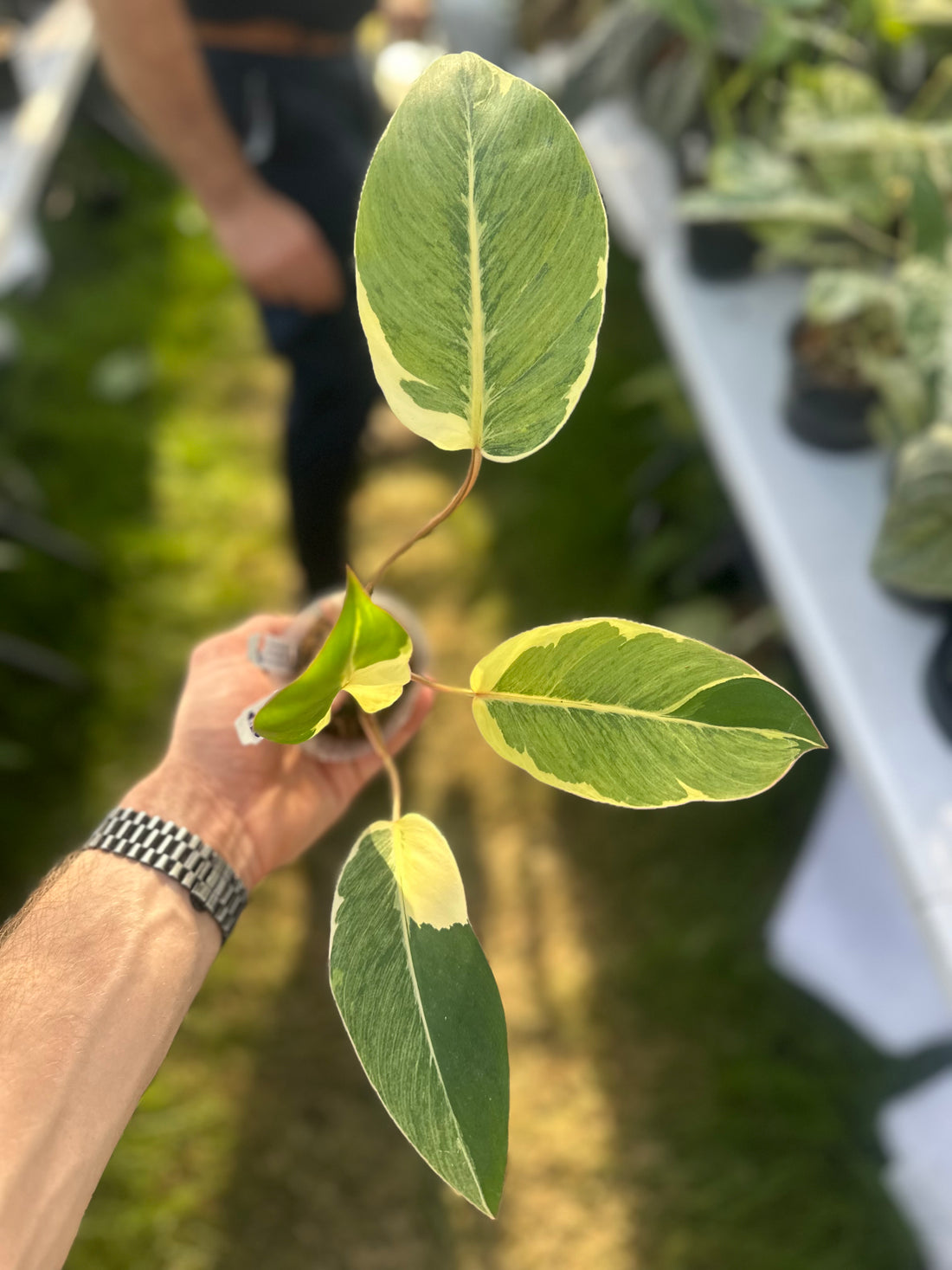 Philodendron Shady Lady