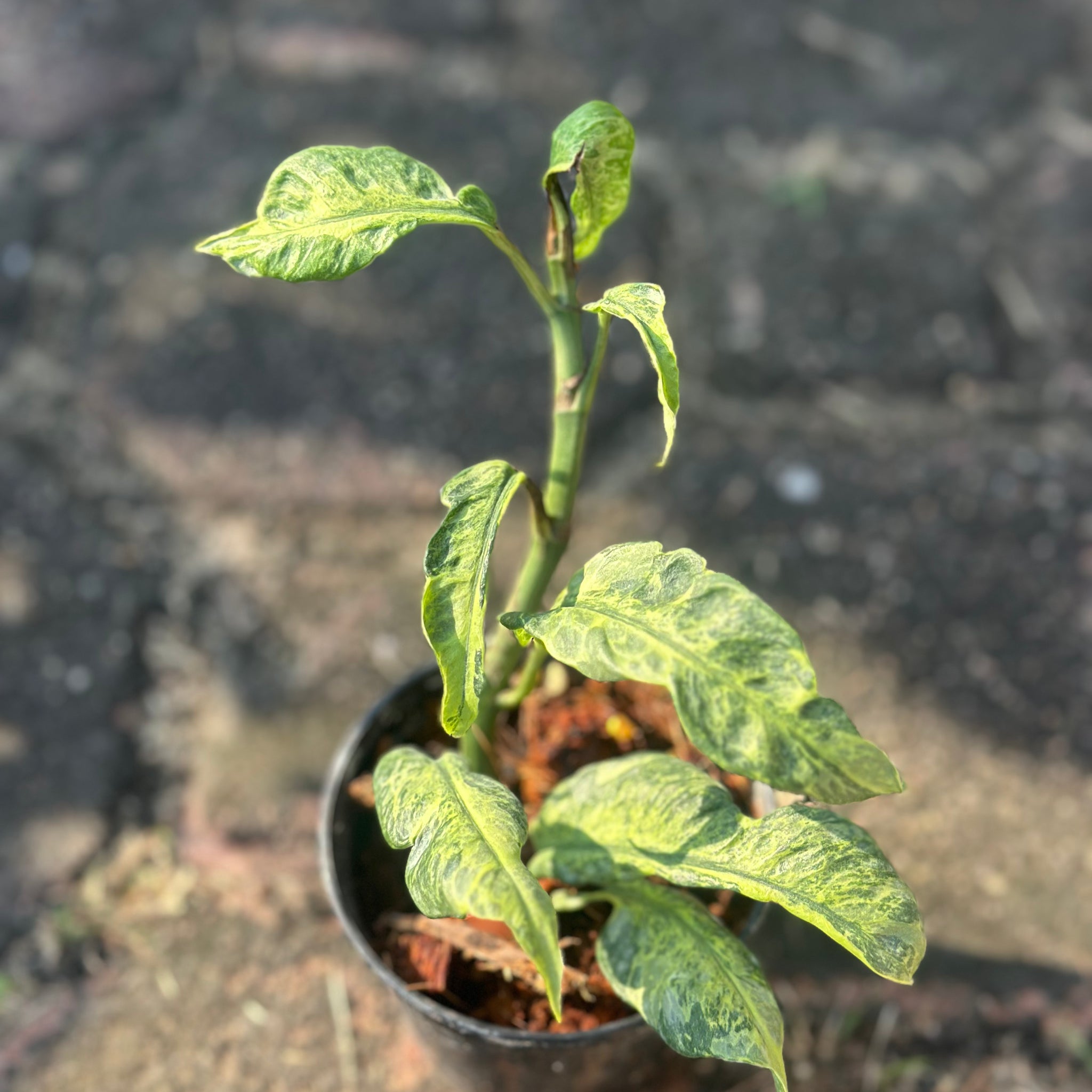 Rhaphido. electrolyte