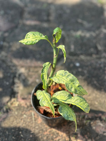 Rhaphido. electrolyte