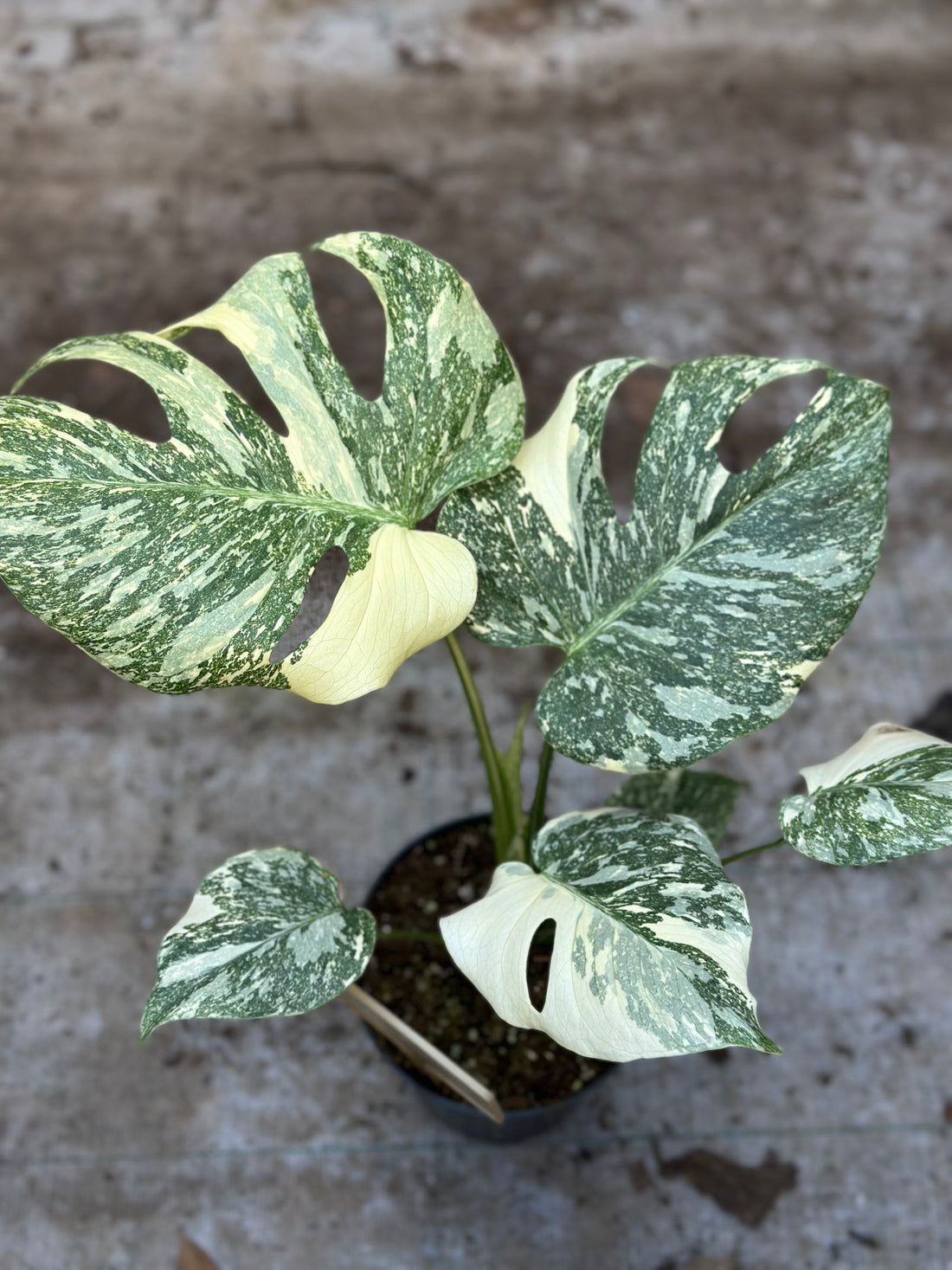 Monstera Thai 'Creme Brûlée'