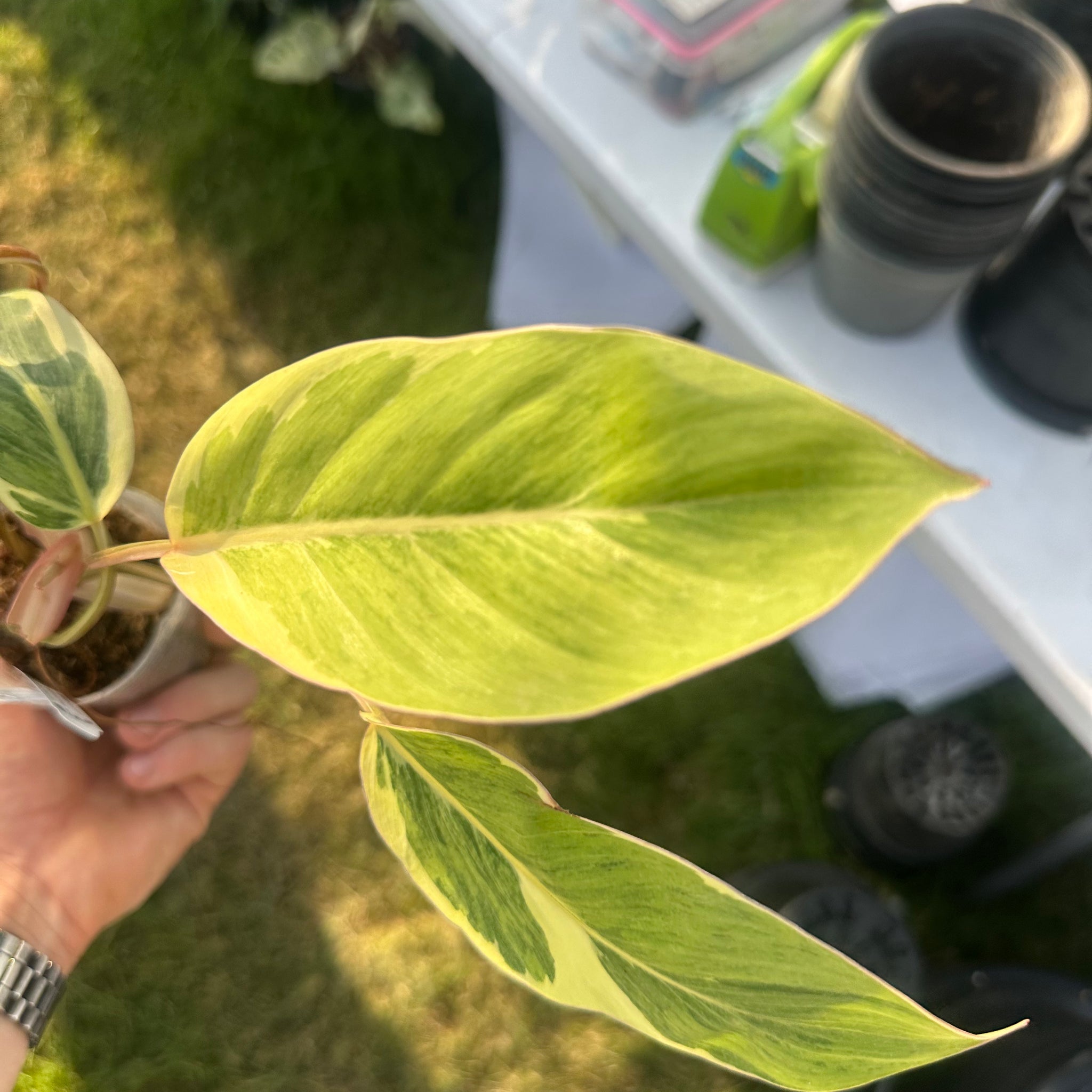 Philodendron Shady Lady