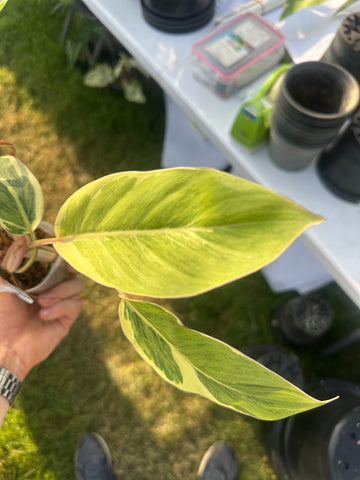 Philodendron Shady Lady