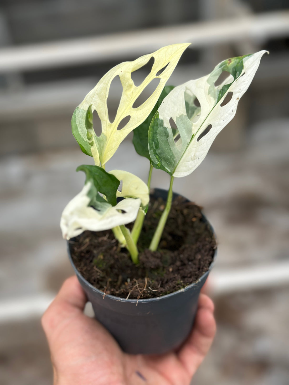 Monstera Adansonii Variegated