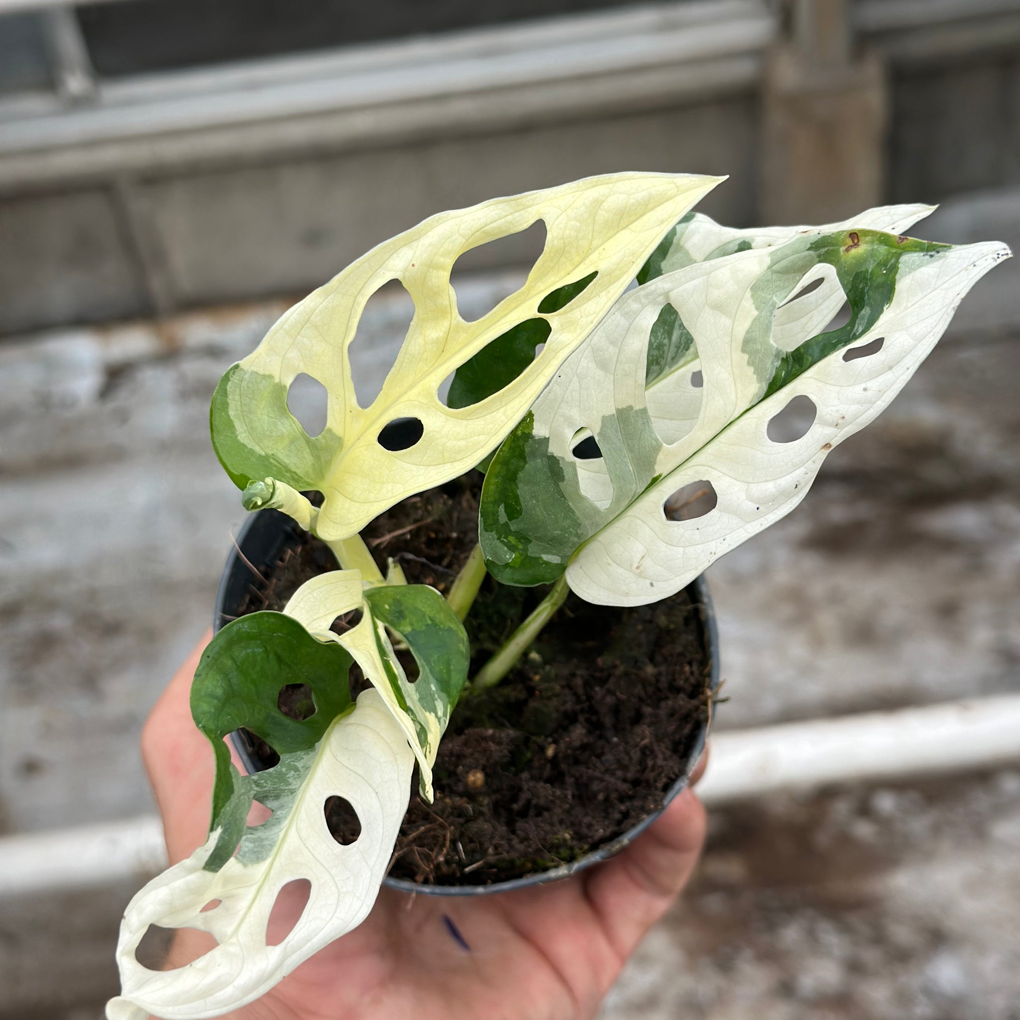 Monstera Adansonii Variegated