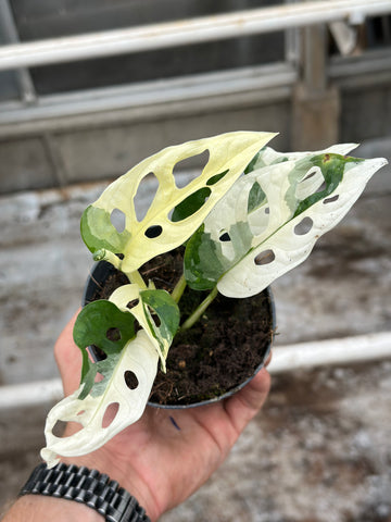 Monstera Adansonii Variegated