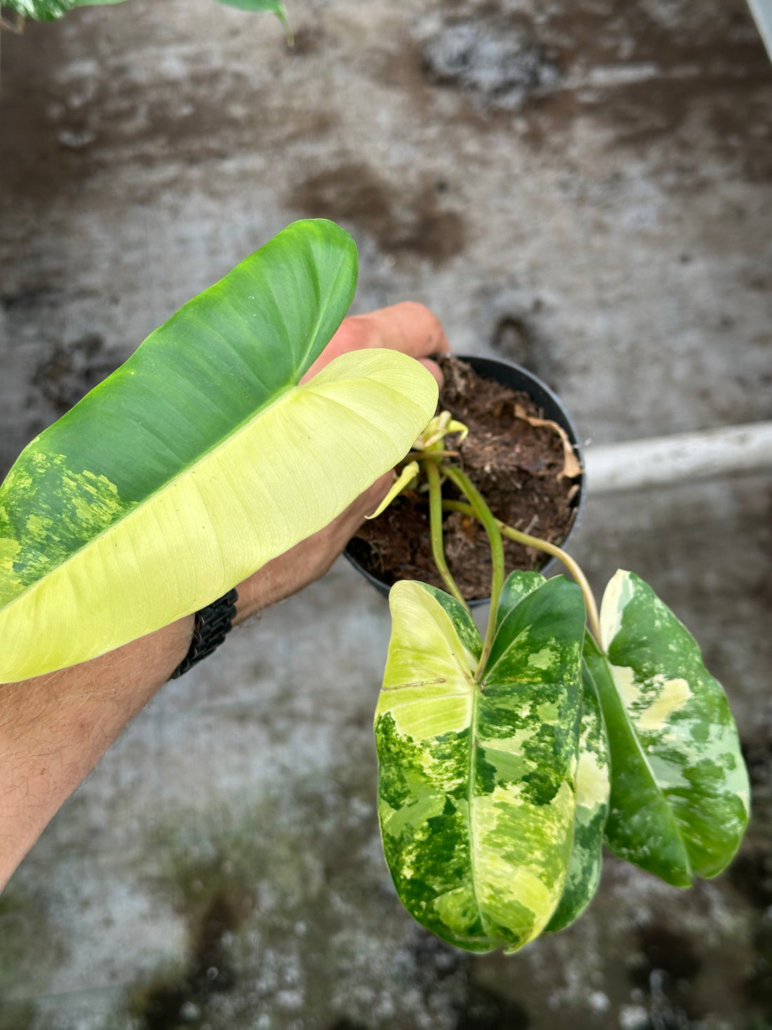 Philodendron Burle Marx Variegated
