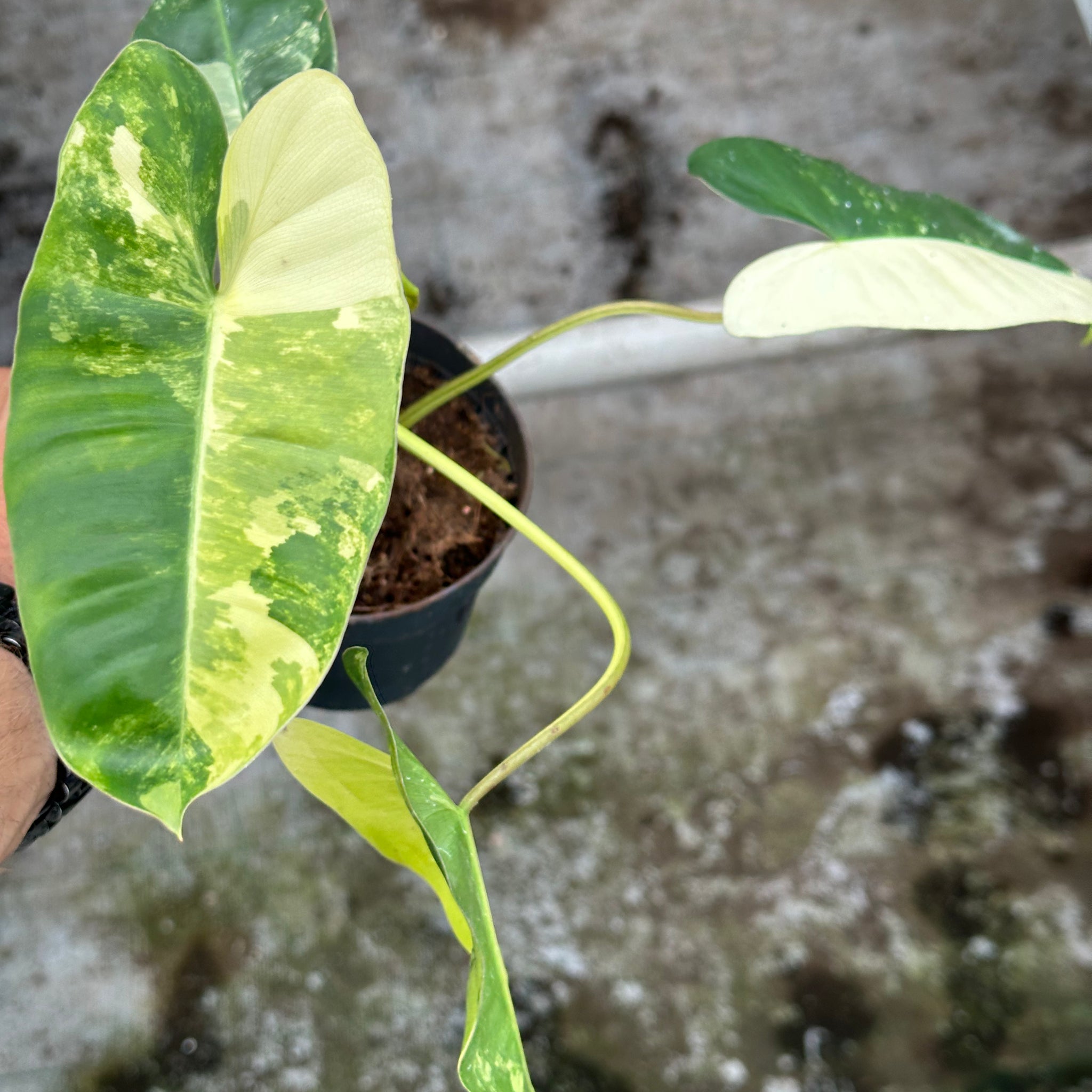 Philodendron Burle Marx Variegated