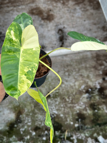 Philodendron Burle Marx Variegated