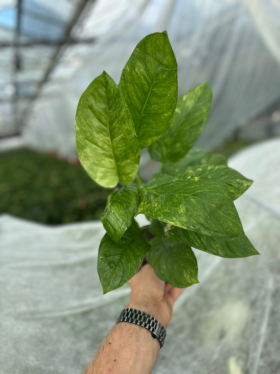 Monstera Oblique Mayuna