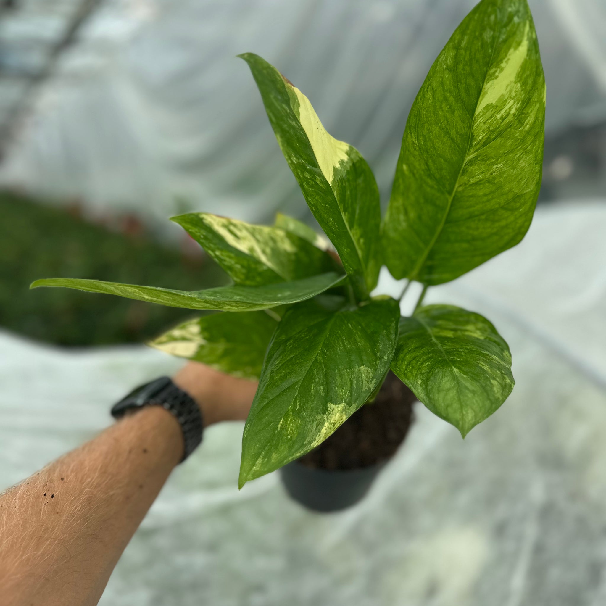 Monstera Oblique Mayuna