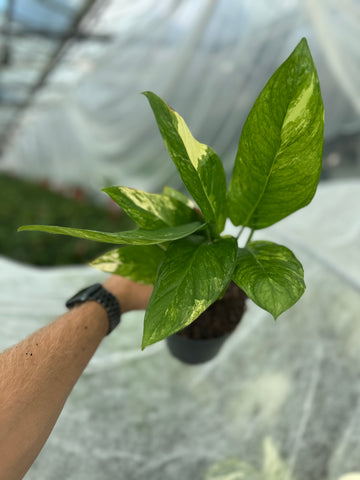 Monstera Oblique Mayuna