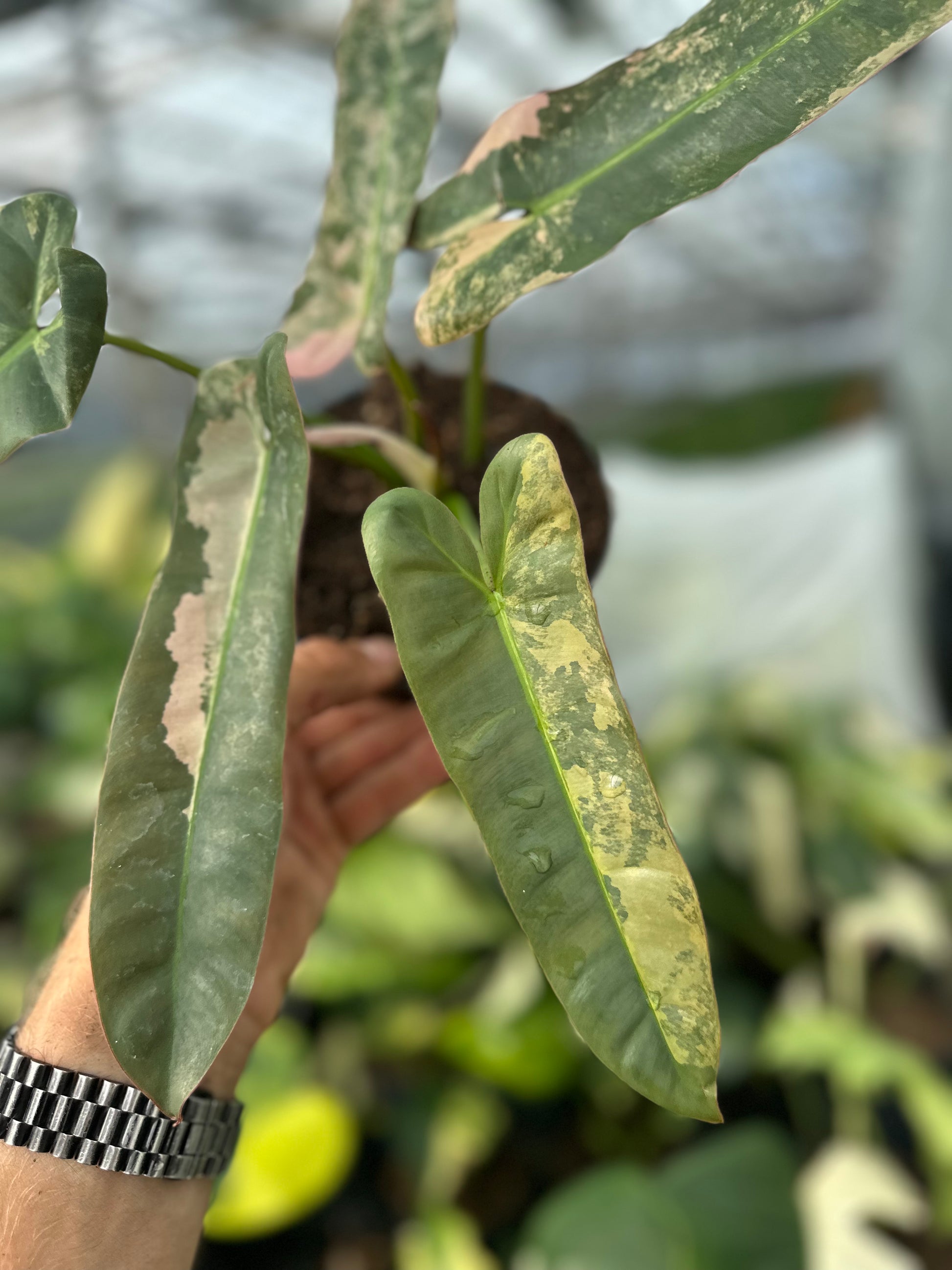 philodendron atabapoense variegata Philodendron Atabapoense Pink Variegated – GrowJungle