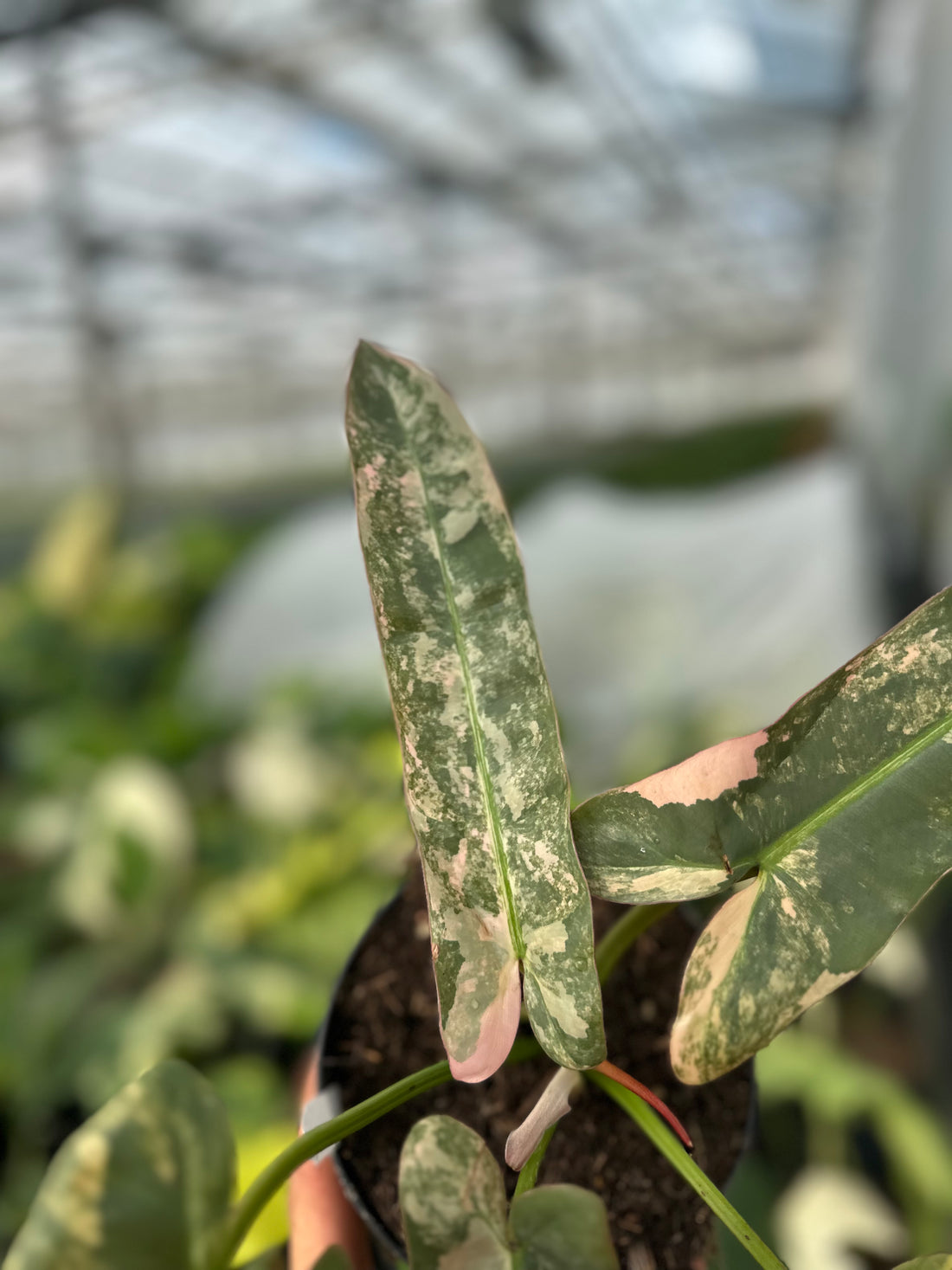 Philodendron Atabapoense Pink Variegated
