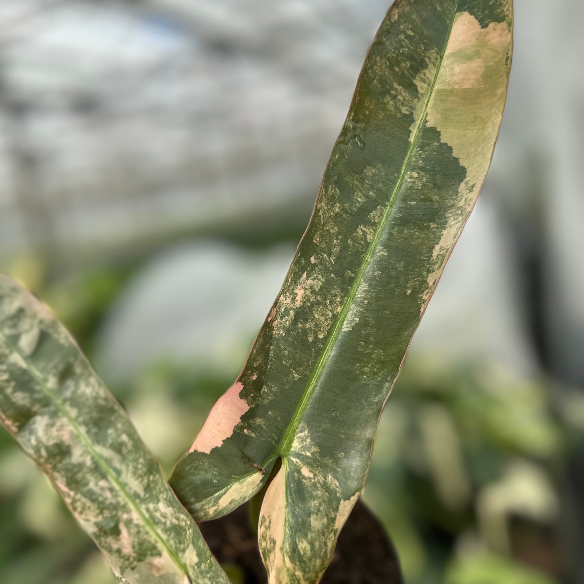 Philodendron Atabapoense Pink Variegated – GrowJungle Philodendron Atabapoense Pink Variegated – GrowJungle