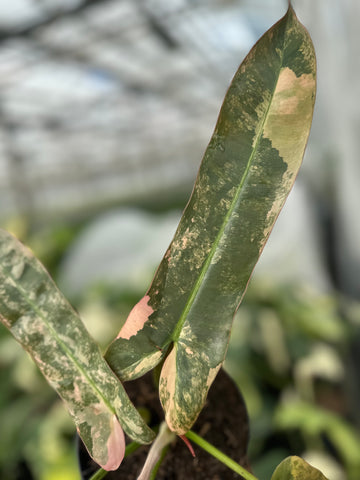 Philodendron Atabapoense Pink Variegated