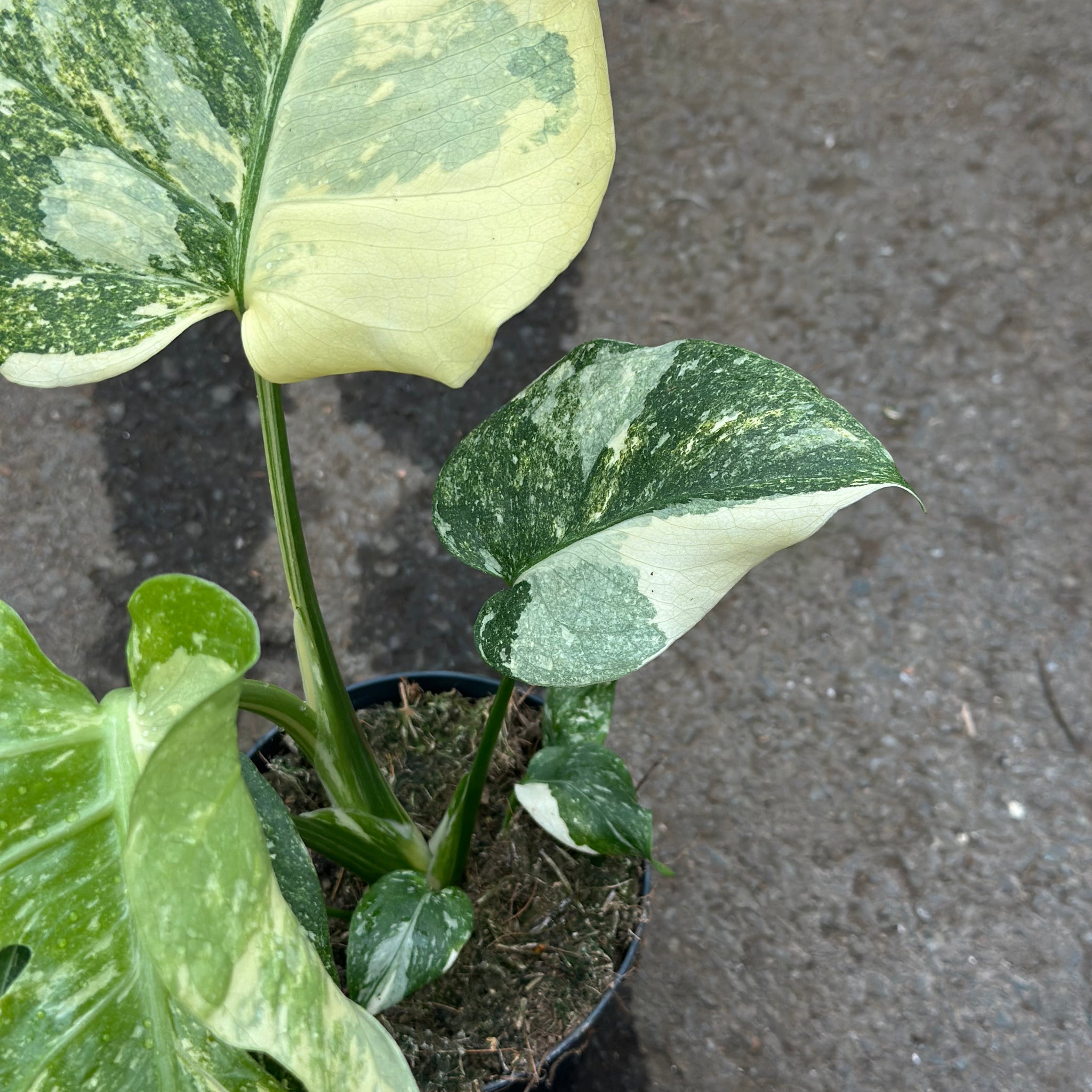 Monstera Thai Creme