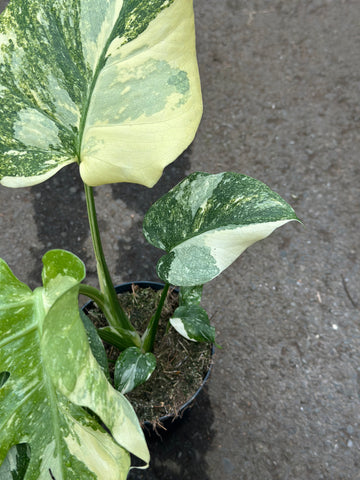Monstera Thai Creme