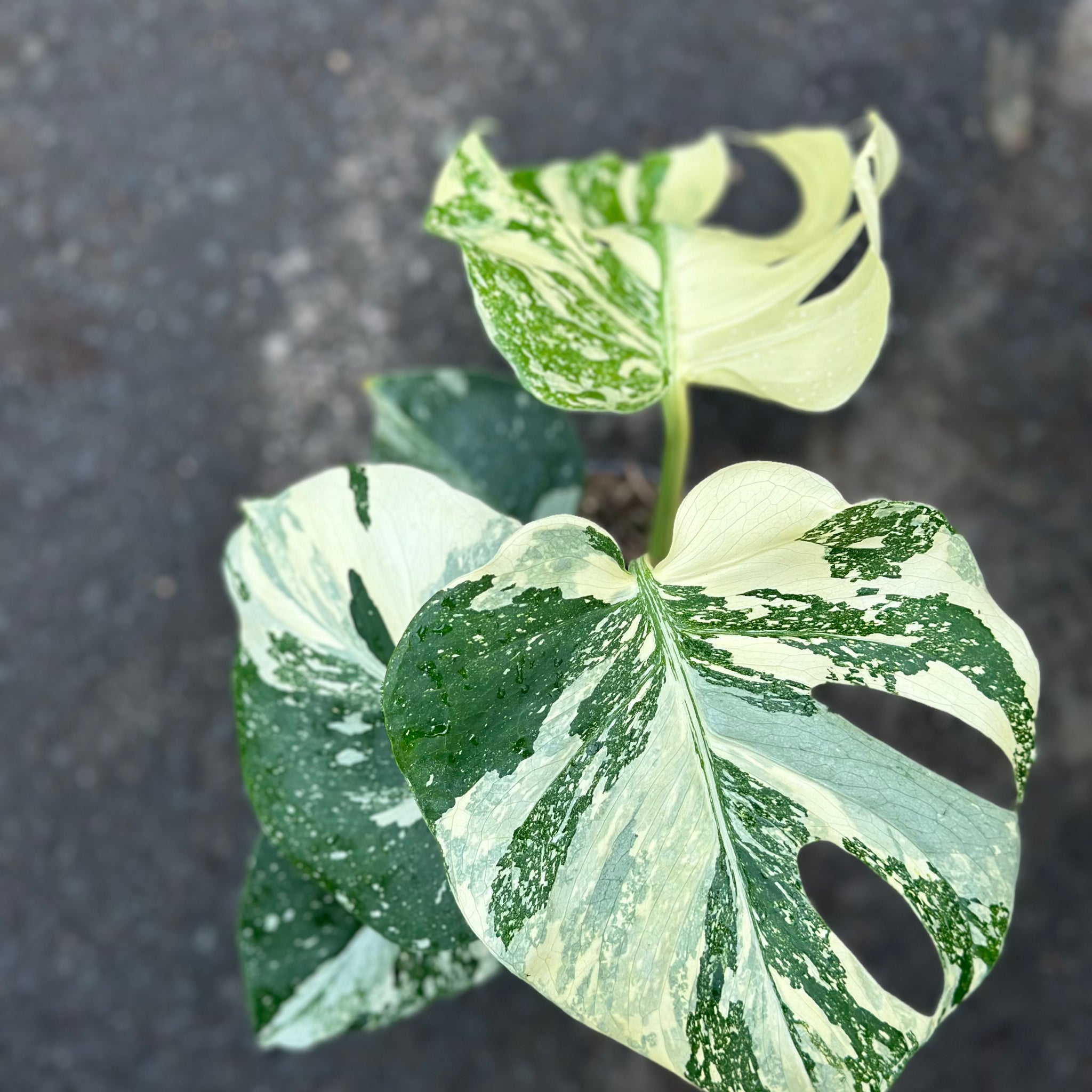 Monstera Thai 'Creme Brûlée'