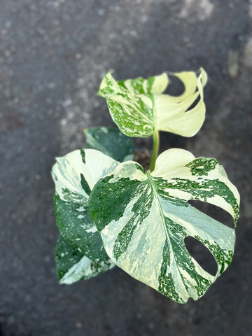 Monstera Thai 'Creme Brûlée'