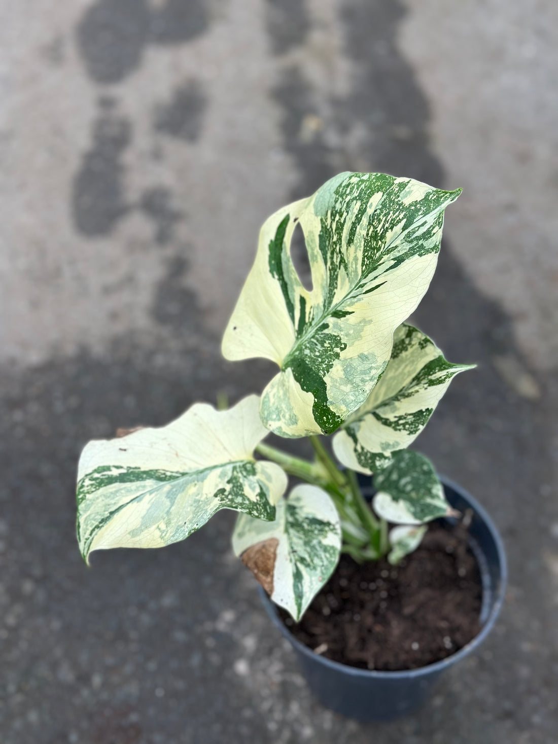 Monstera Thai 'Creme Brûlée'