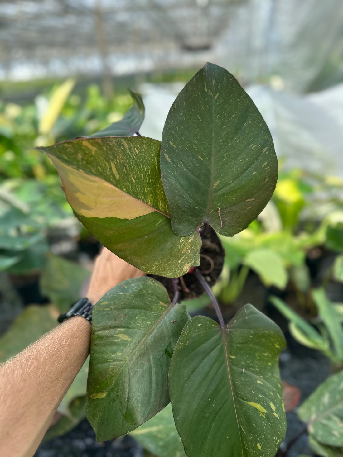 Philodendron Orange Princess