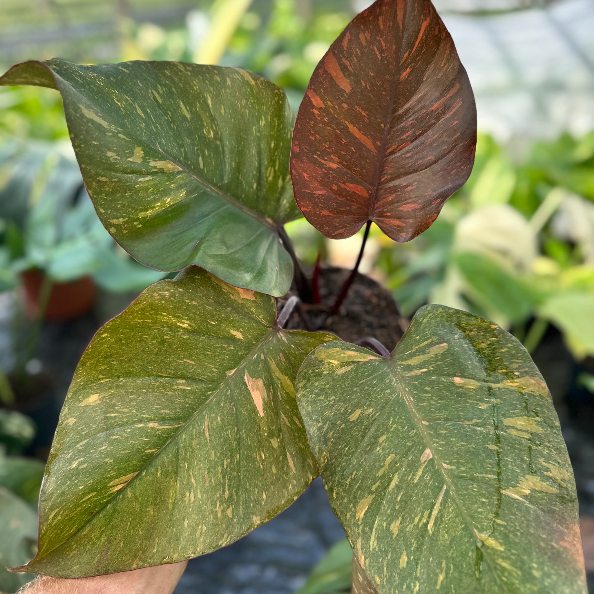 Philodendron Orange Princess