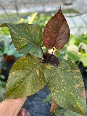 Philodendron Orange Princess